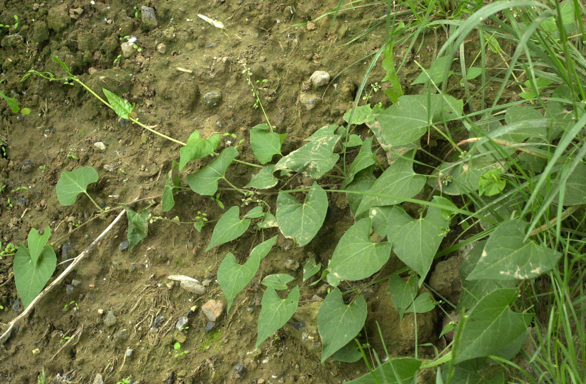 Afficher le média fallopia_convolvulus1md fallopia_convolvulus1md