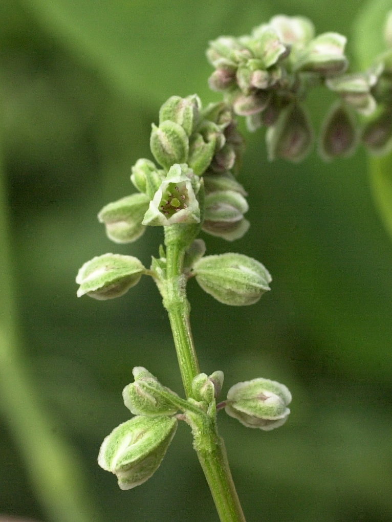 Afficher le média fallopia_convolvulus3md fallopia_convolvulus3md