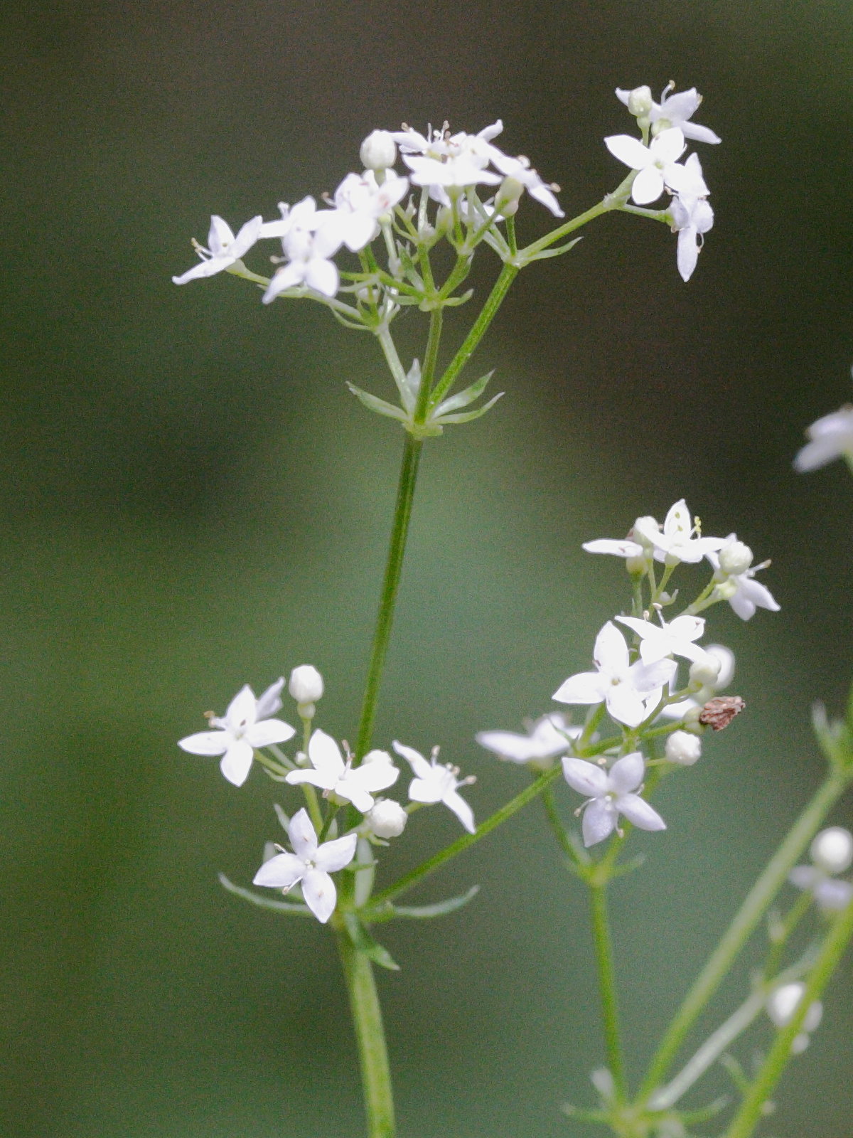 Afficher le média galium_saxatile3md galium_saxatile3md