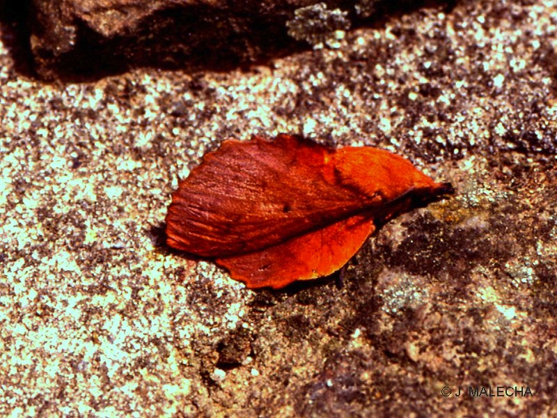 gastropacha_quercifolia1jm