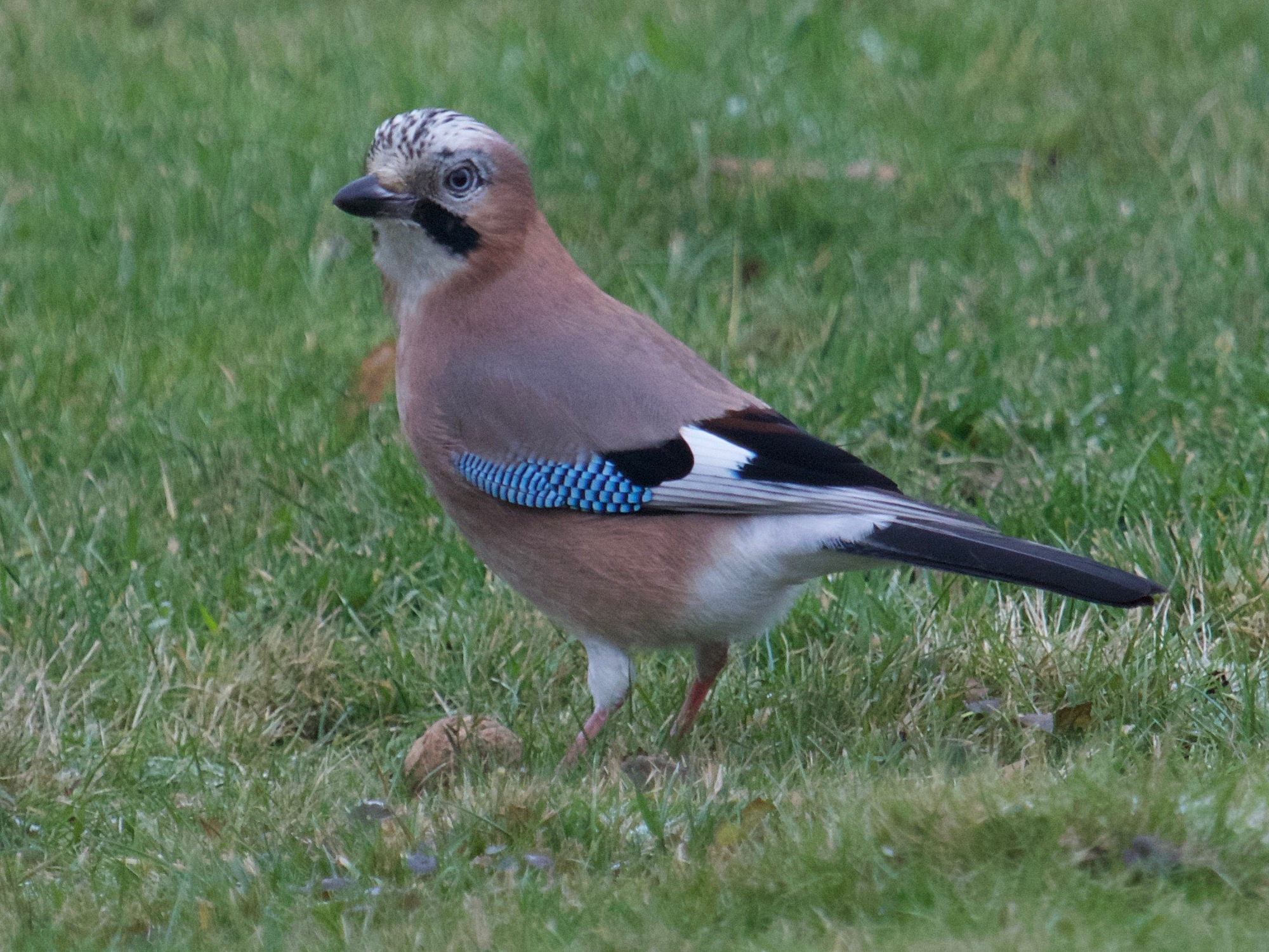 geai_des_chenes_-_garrulus_glandarius6bd