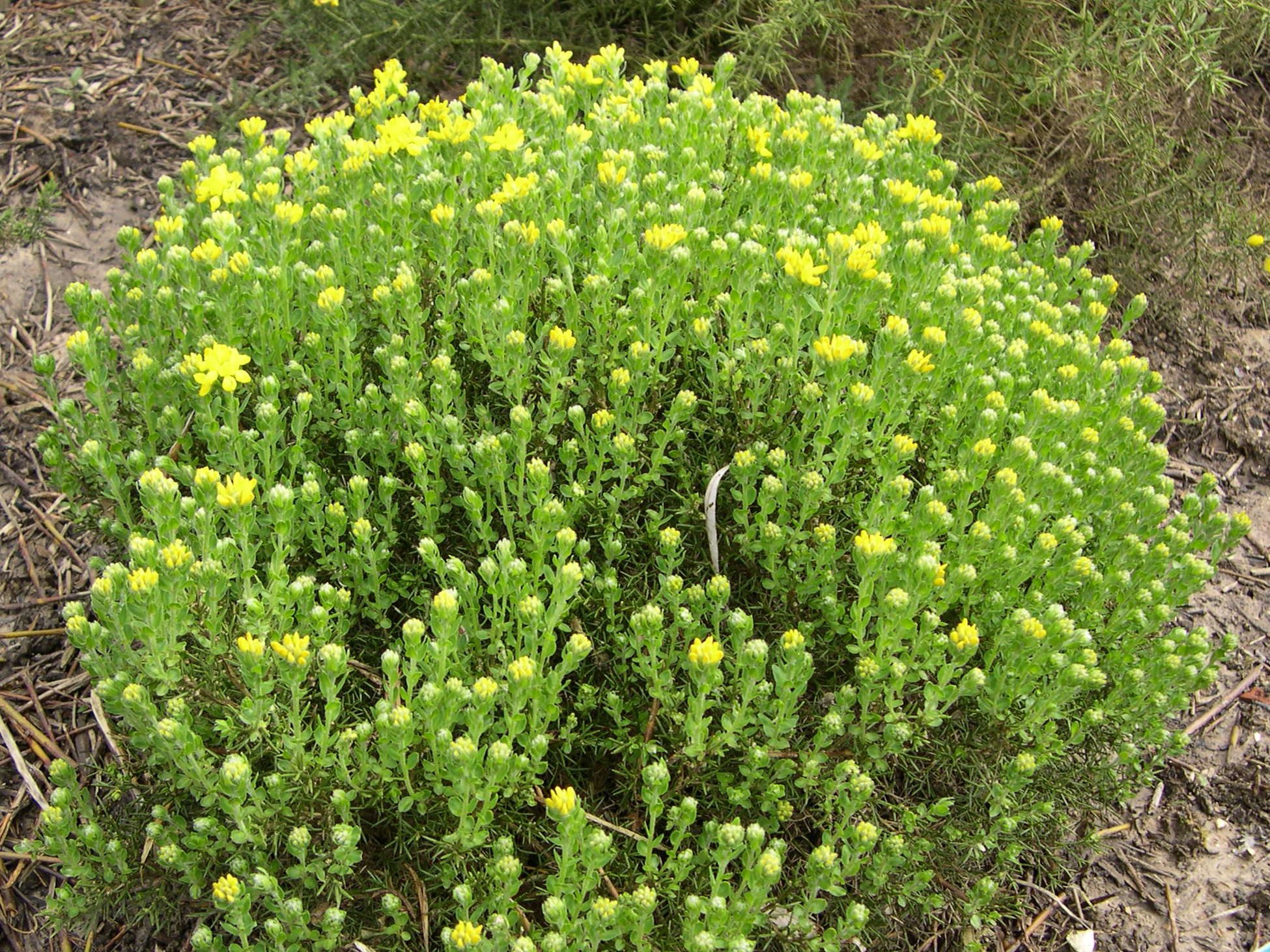 genista_hispanica1md