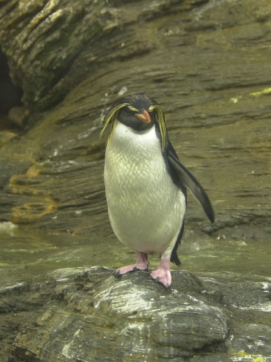 gorfou_dore_-_eudyptes_chrysolophus1md