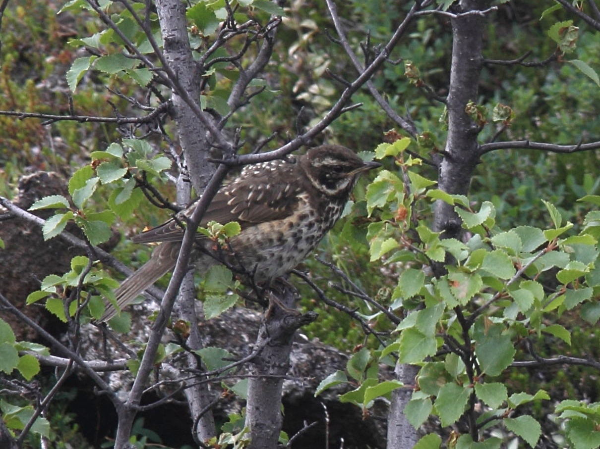 grive_mauvis_-_turdus_iliacus4sd