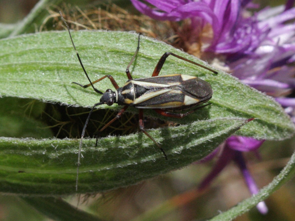 hadrodemus_m-flavum3bd