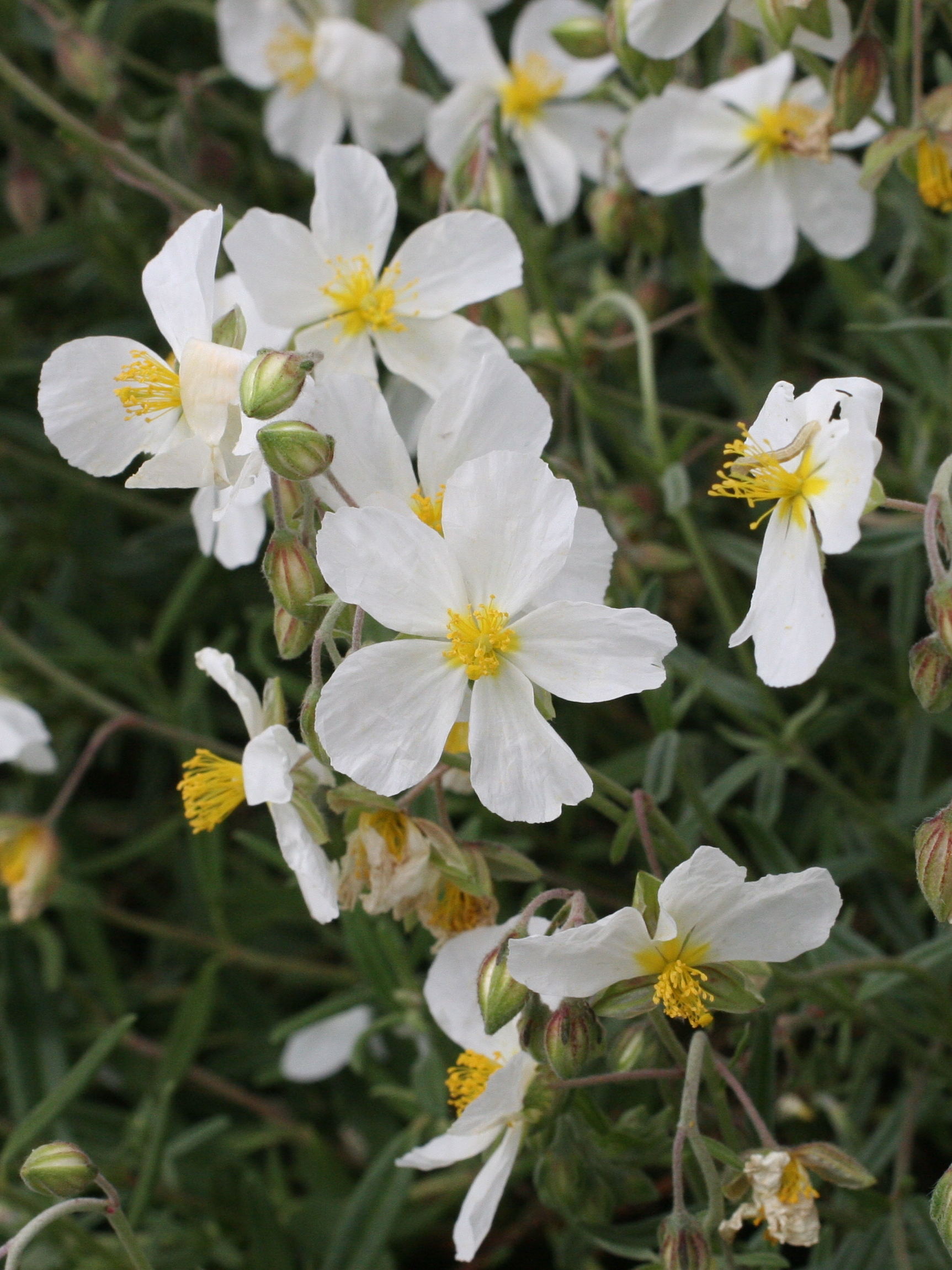 Afficher le média helianthemum_apenninum2md helianthemum_apenninum2md