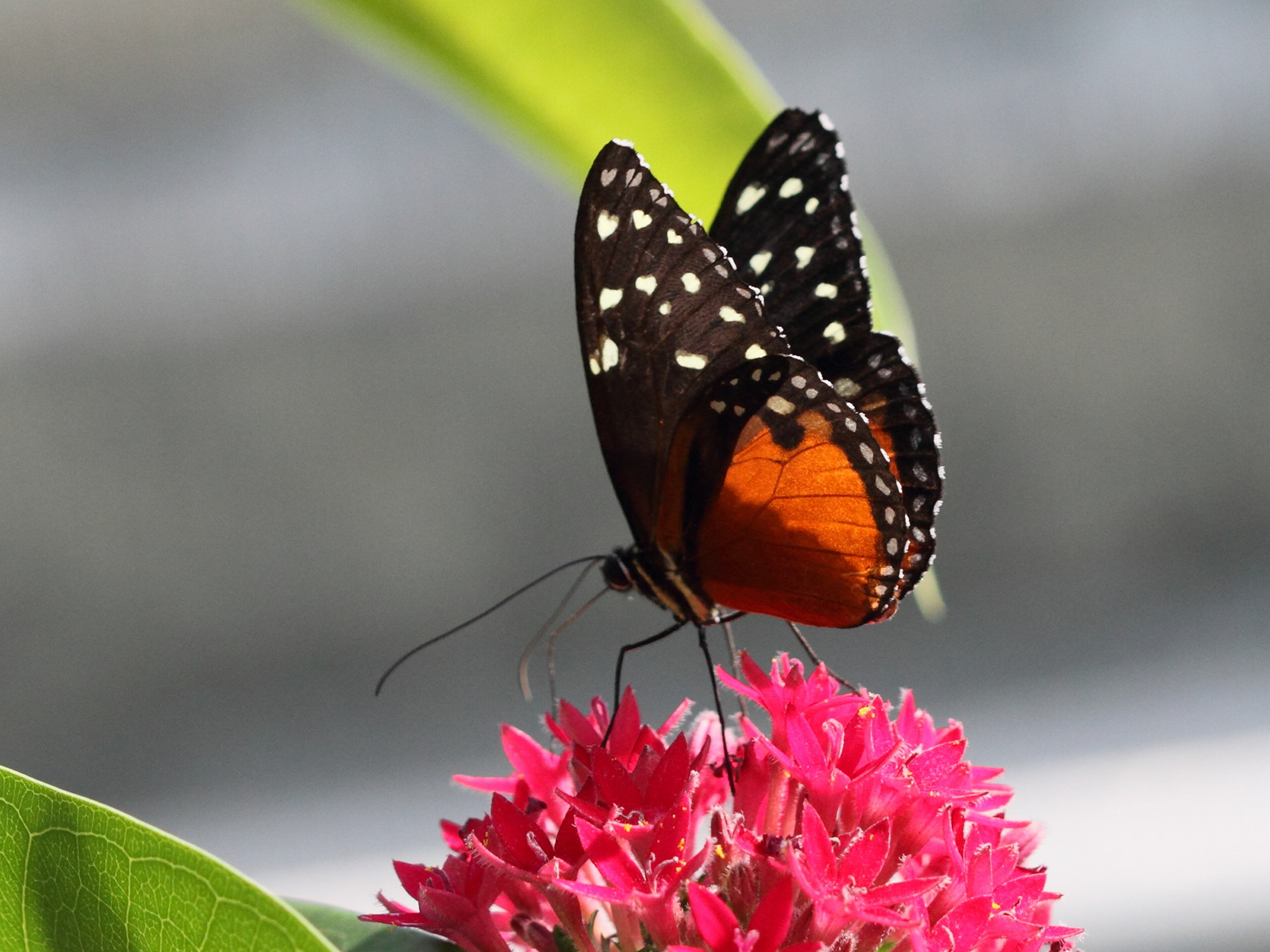 heliconius_hecale4bd