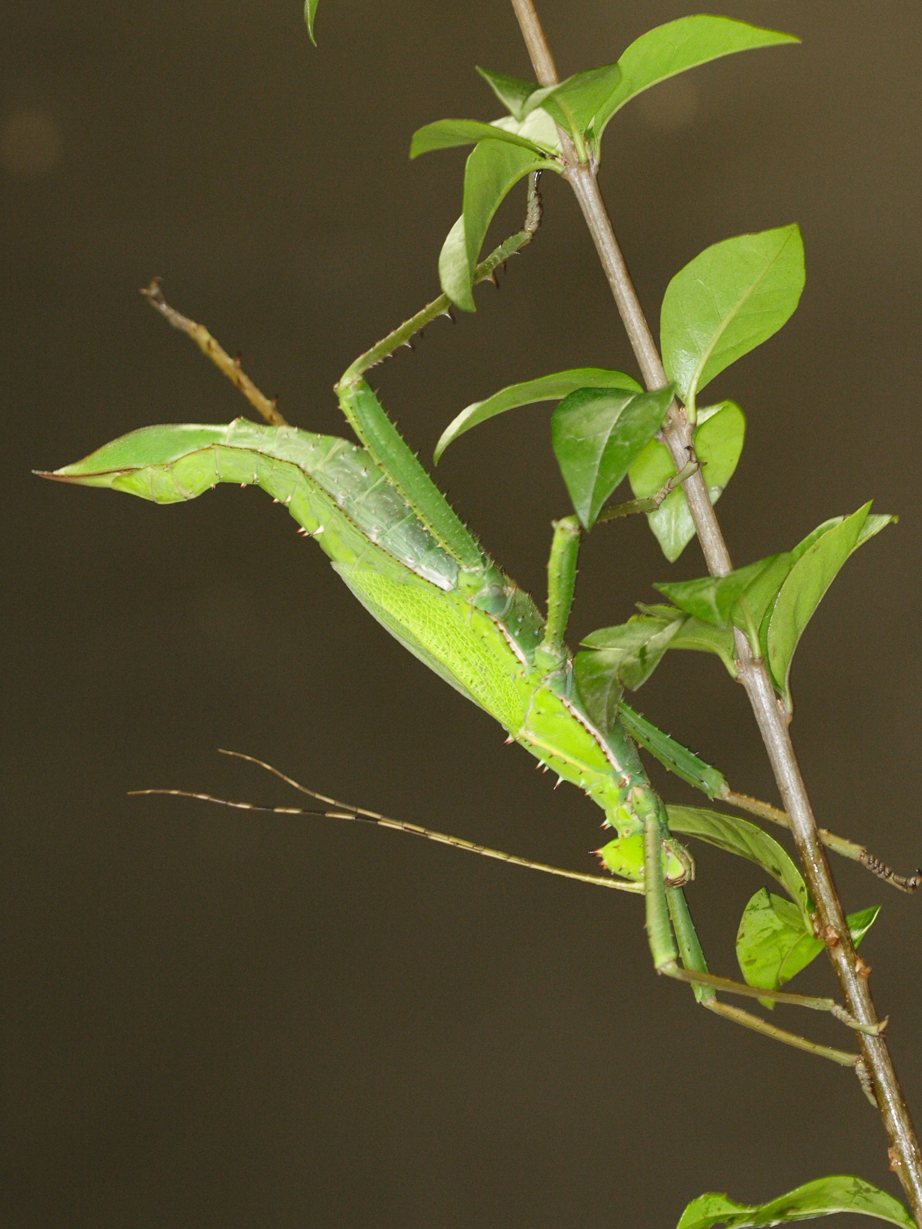 Afficher le média heteropteryx_dilatata4md heteropteryx_dilatata4md
