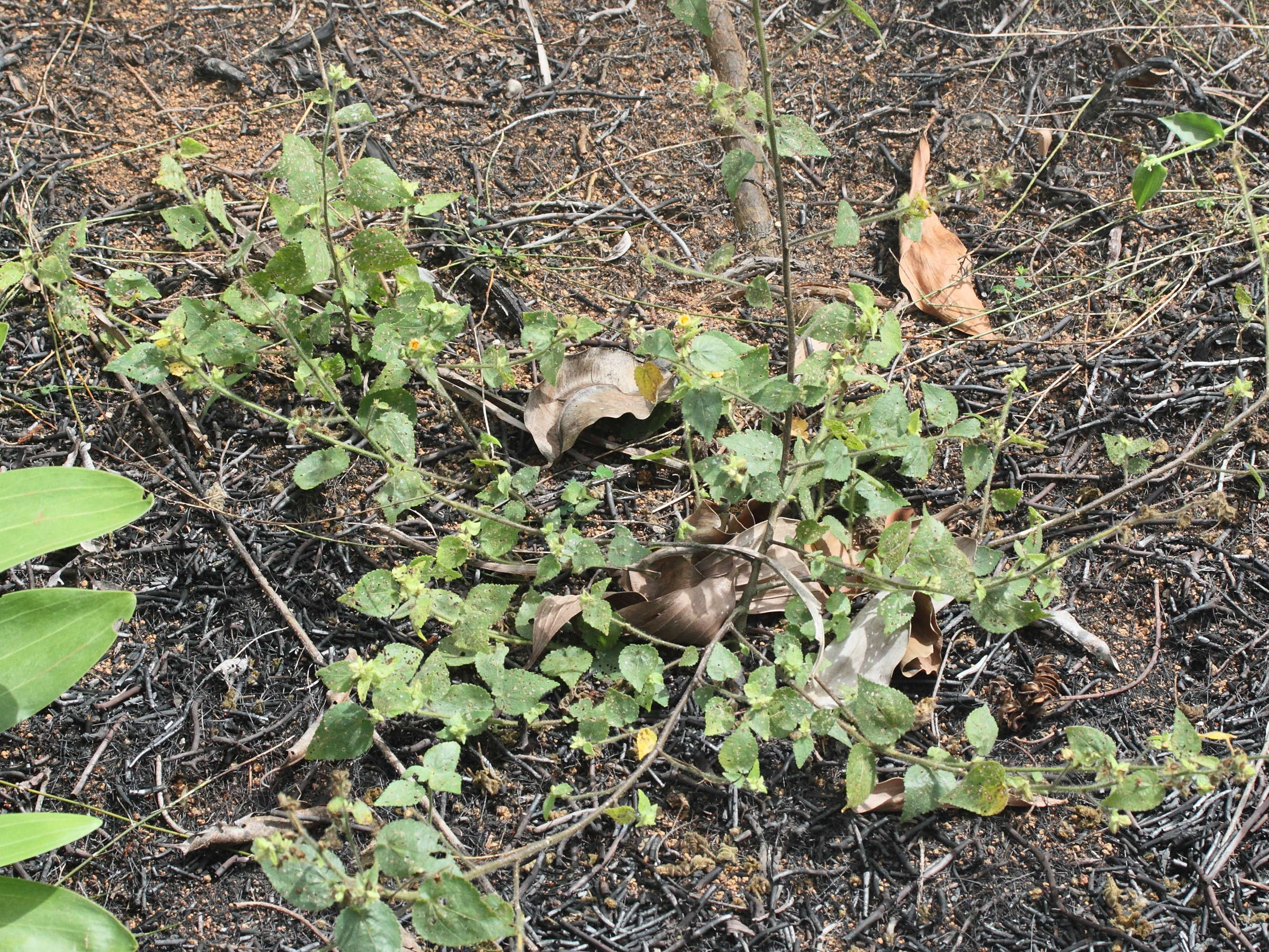 hibiscus_vitifolius1bmd