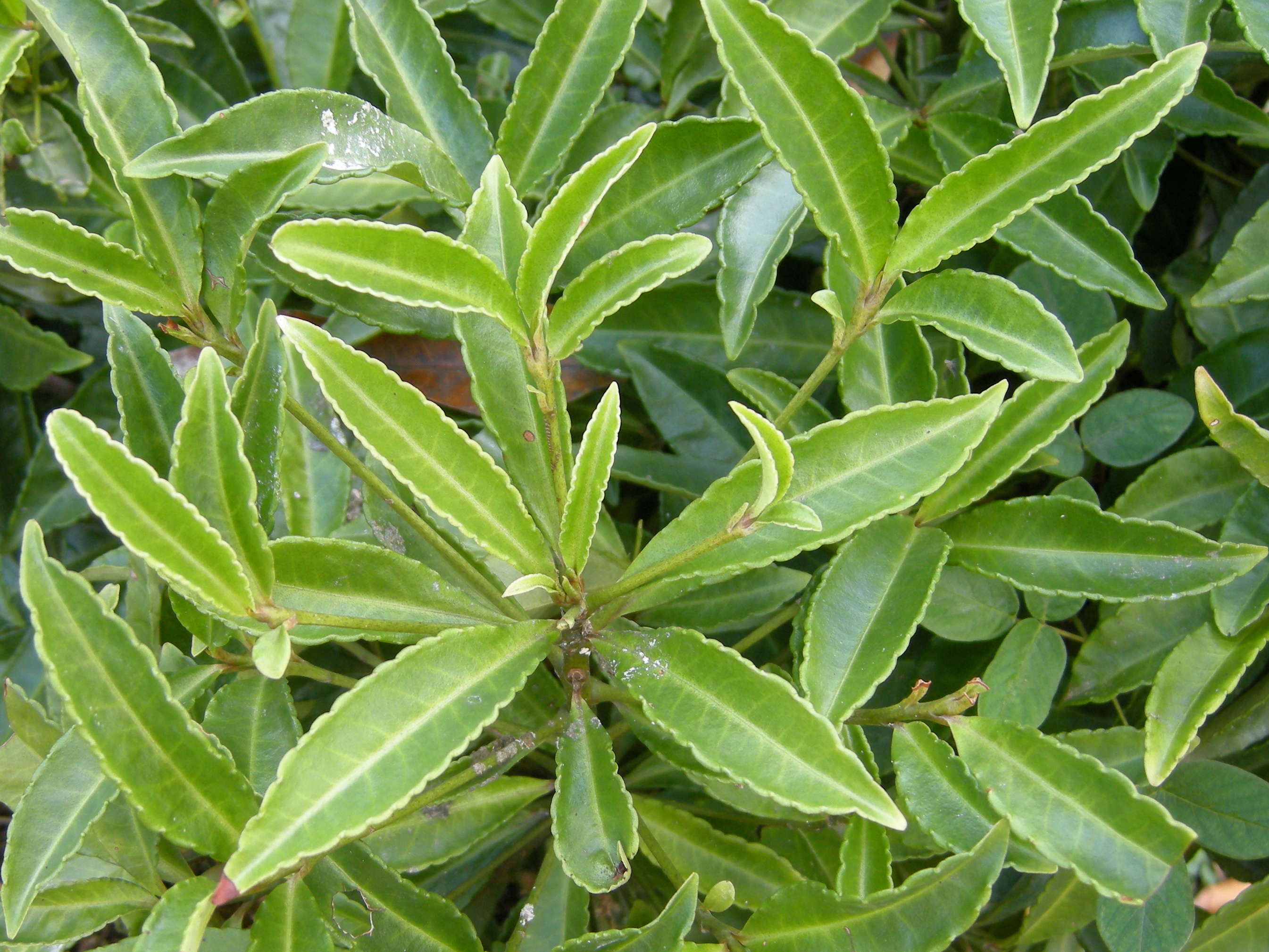 ilex_paraguariensis2md