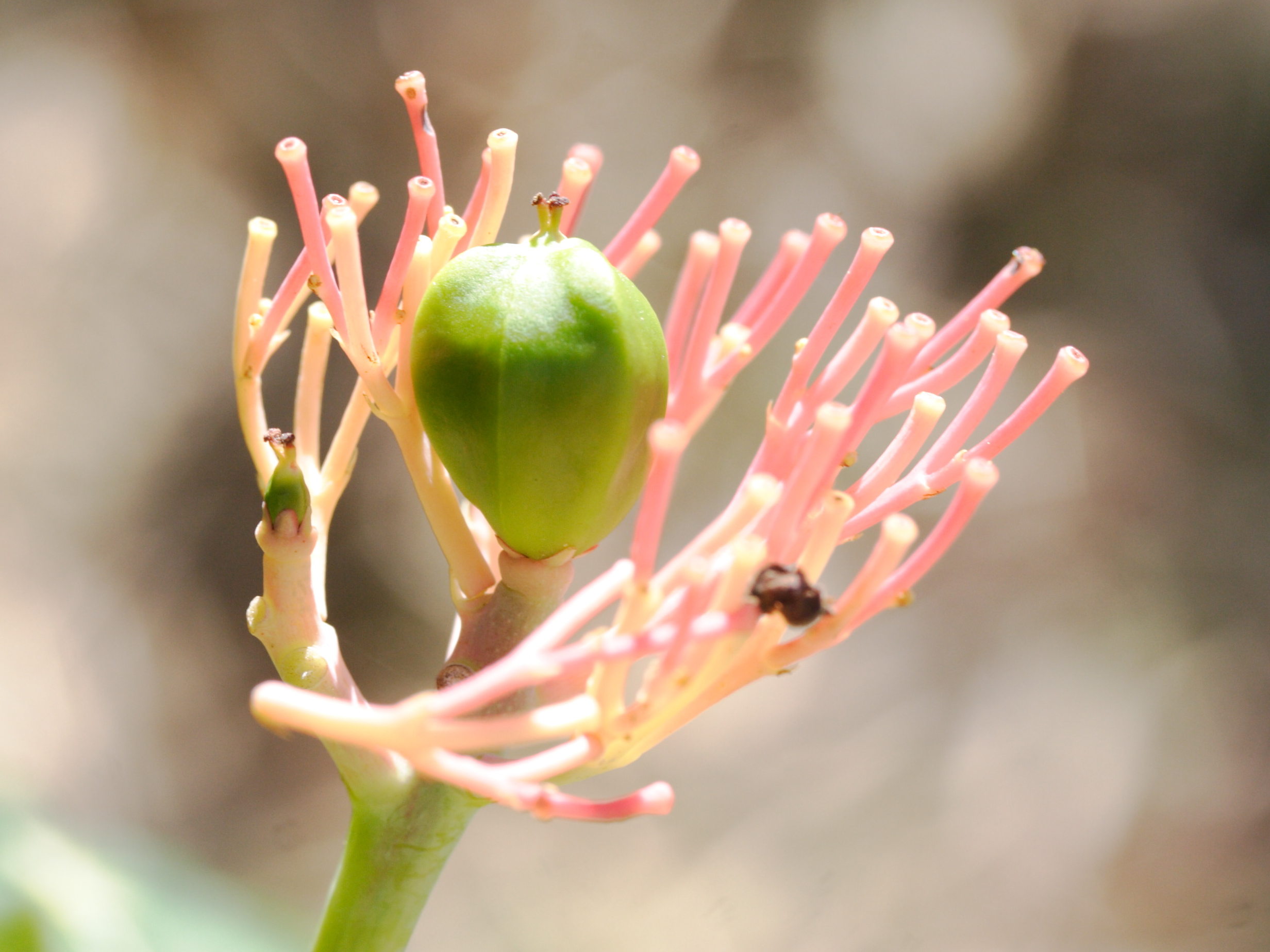 Afficher le média jatropha_multifida5md jatropha_multifida5md