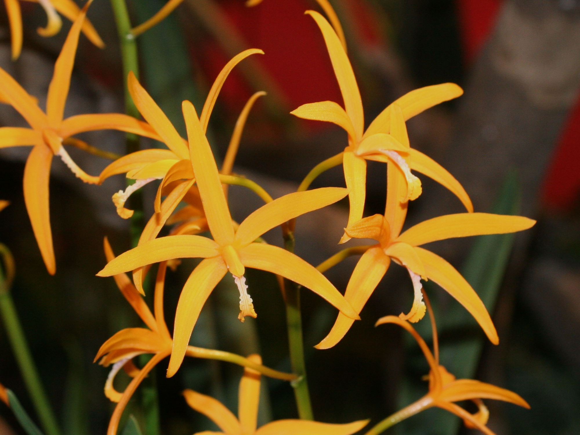 laelia_harpophylla2md