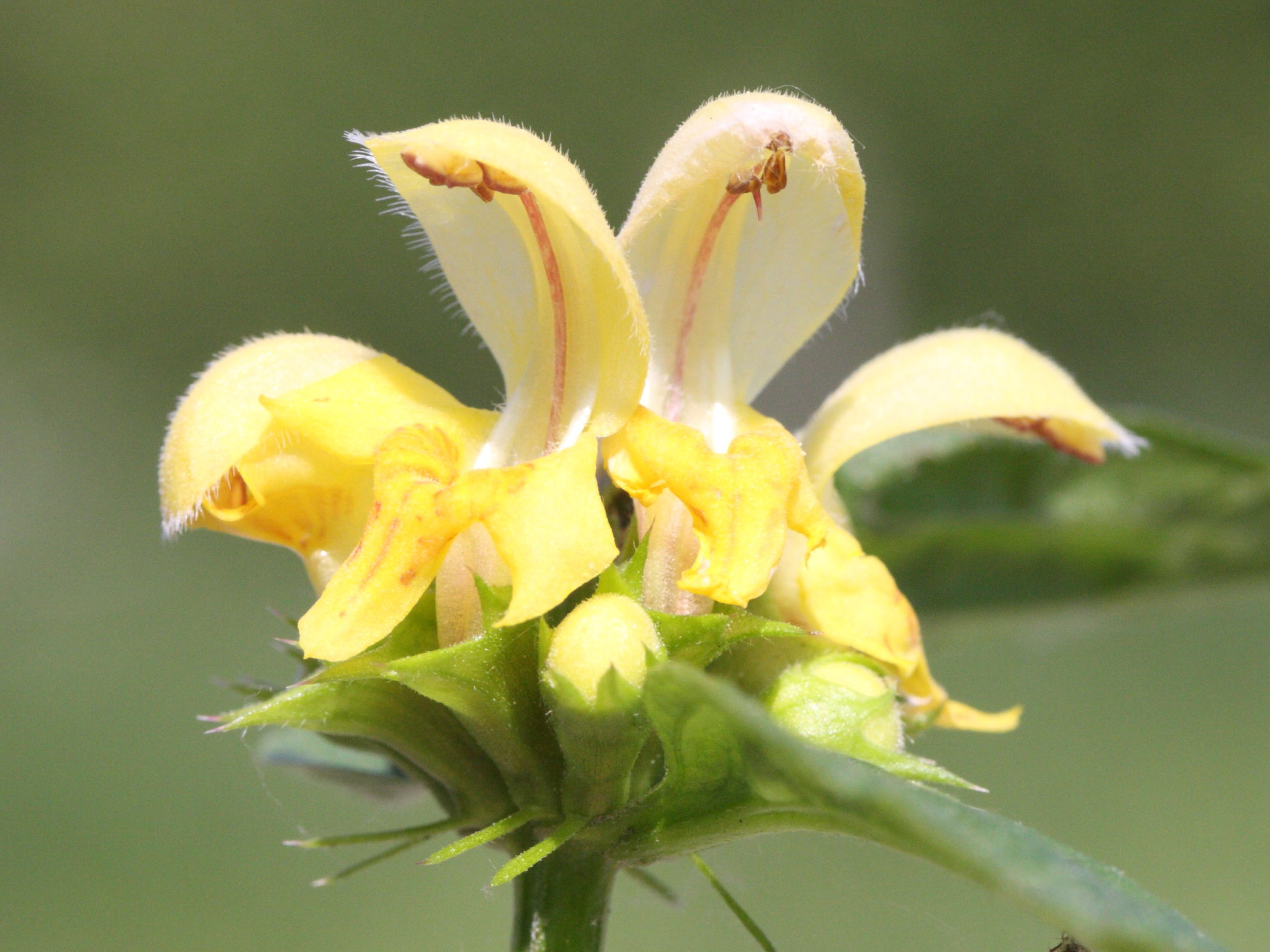 lamium_galeobdolon3bmd