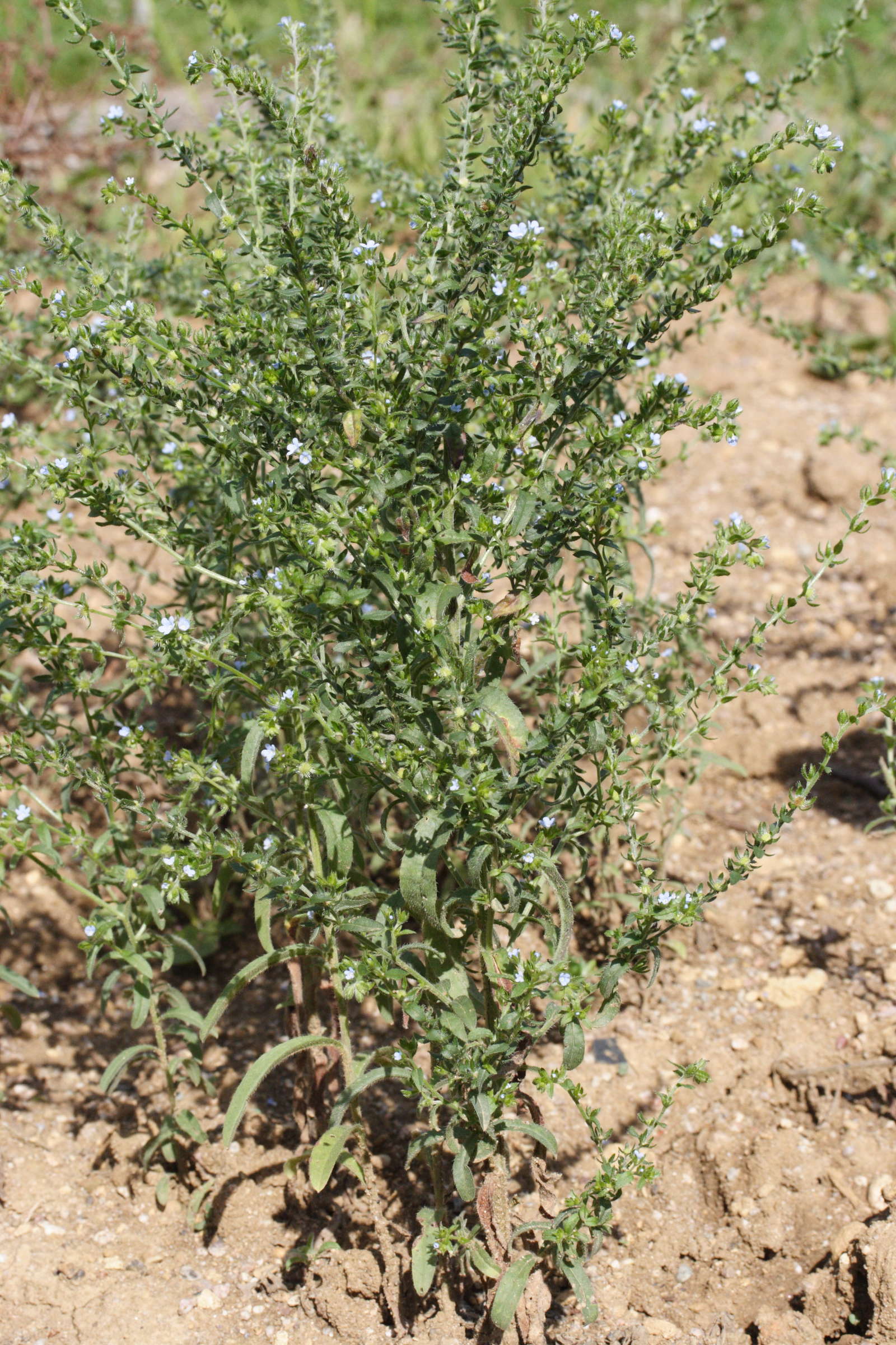 lappula_squarrosa2md