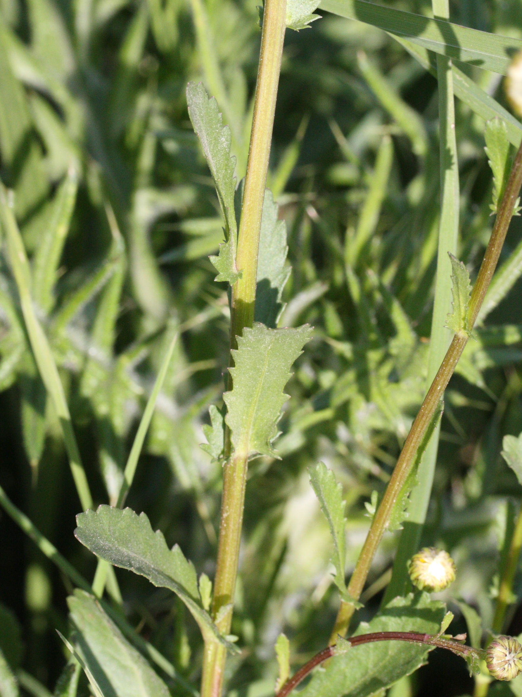 Afficher le média leucanthemum_vulgare4md leucanthemum_vulgare4md