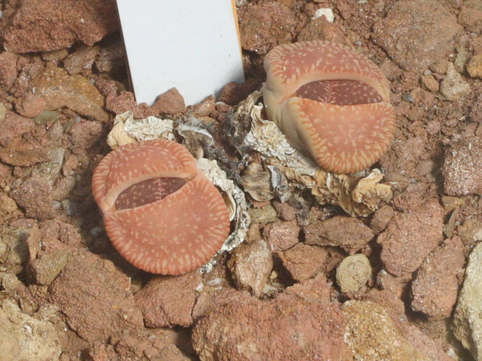 Afficher le média lithops_aucampiae_euniciae1md lithops_aucampiae_euniciae1md