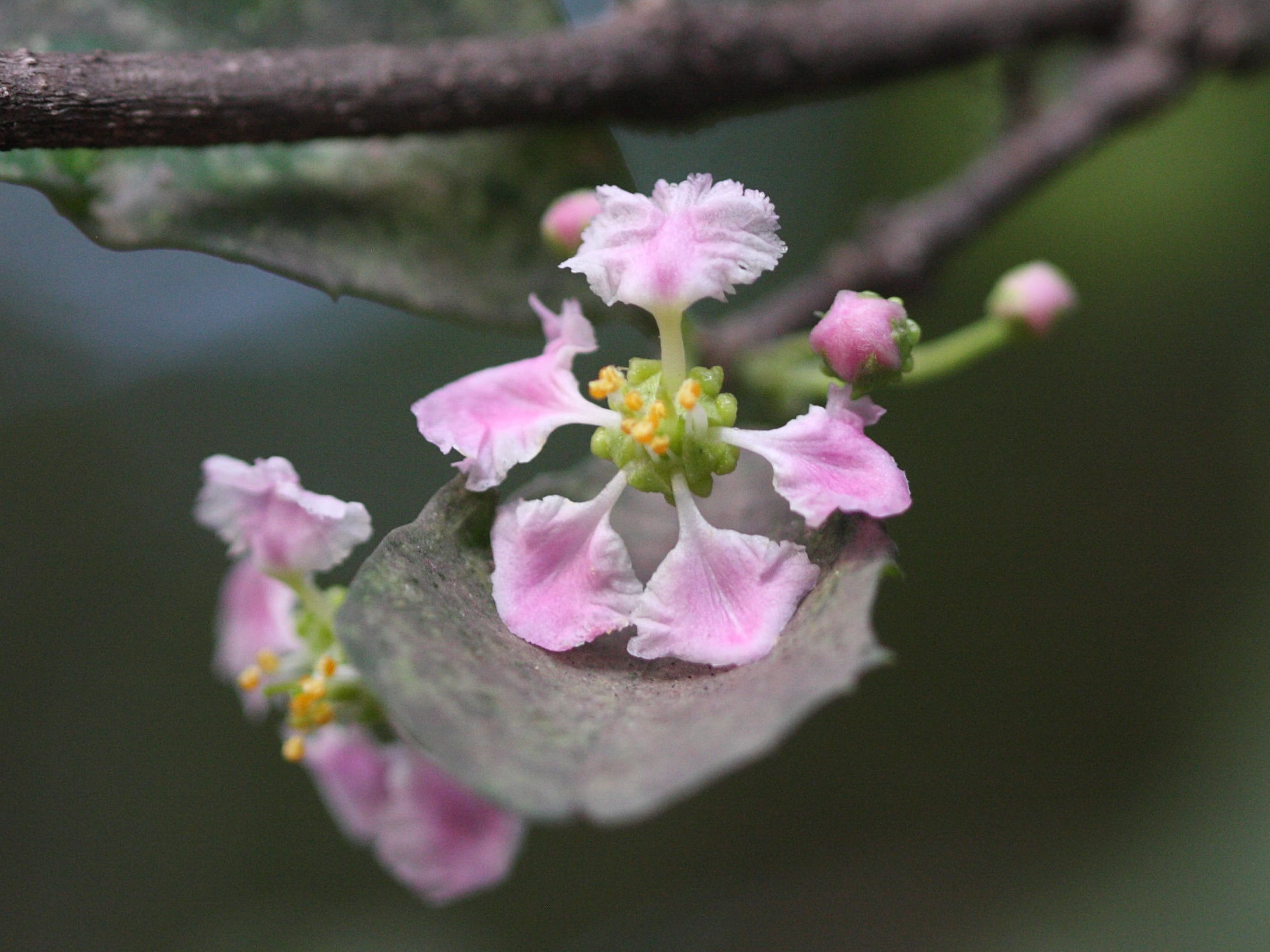 malpighia_emarginata3md