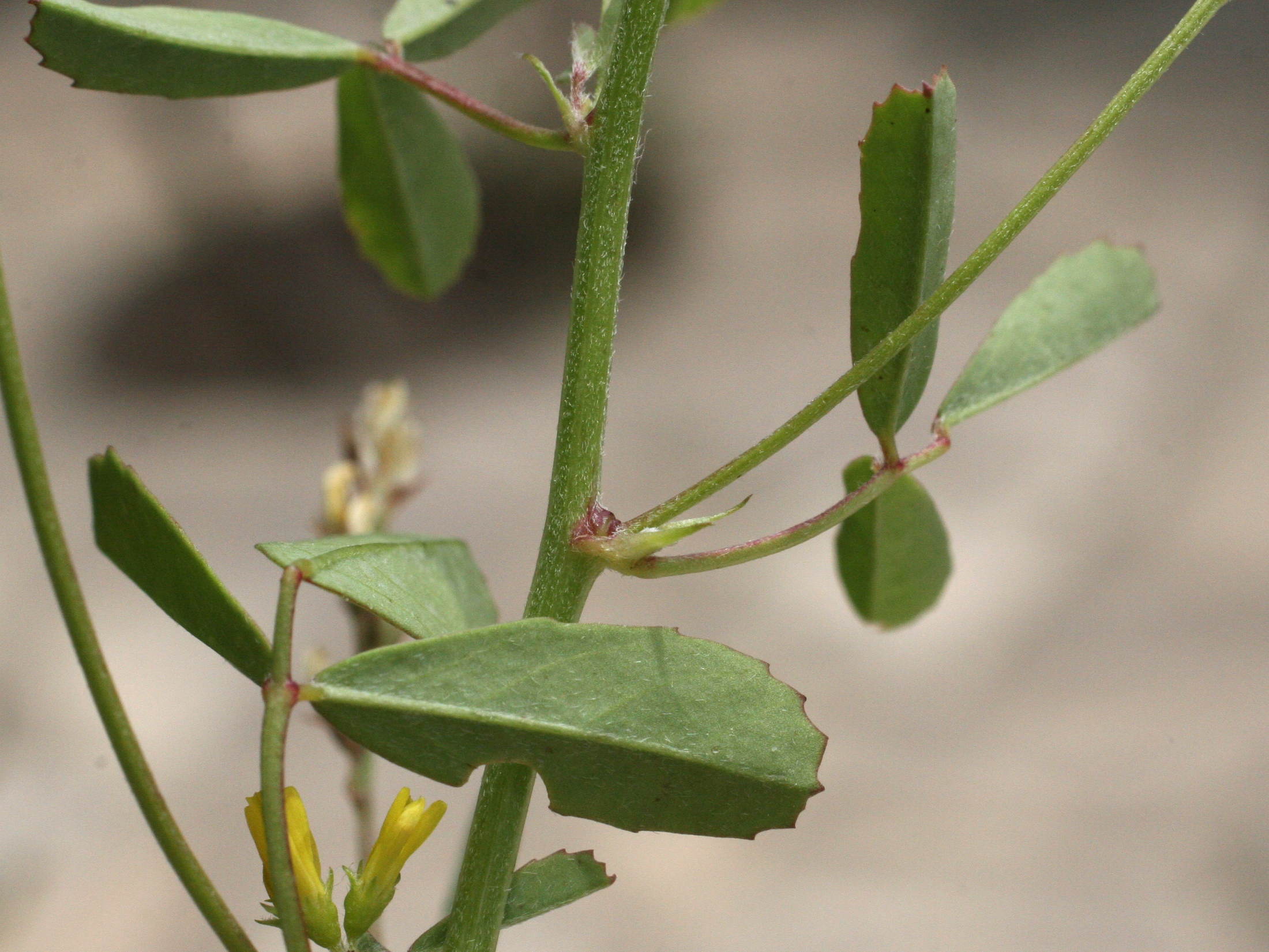 Afficher le média melilotus_neapolitanus4md melilotus_neapolitanus4md