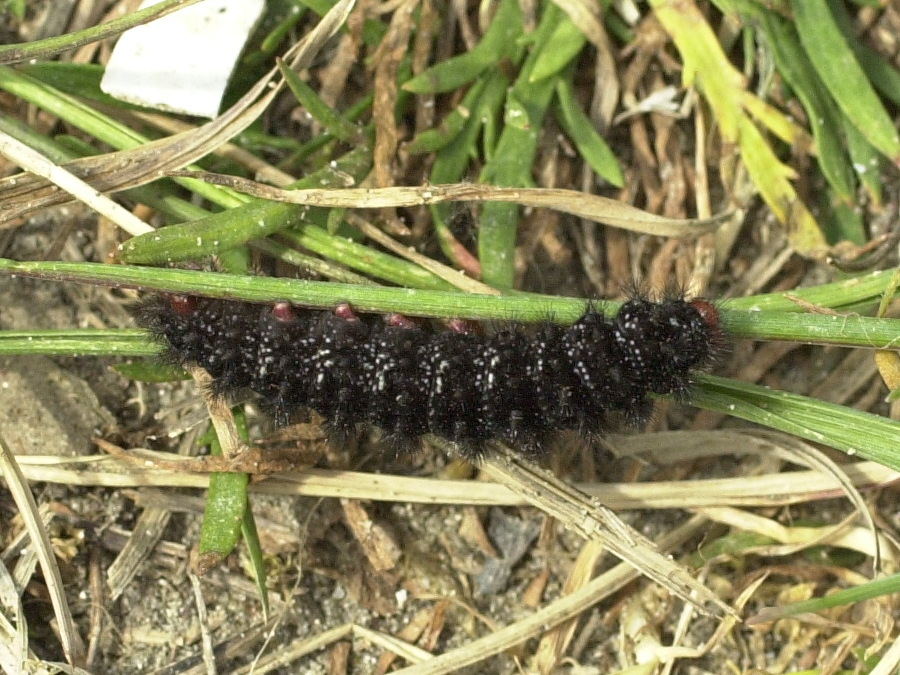 melitaea_cinxia_ch4md