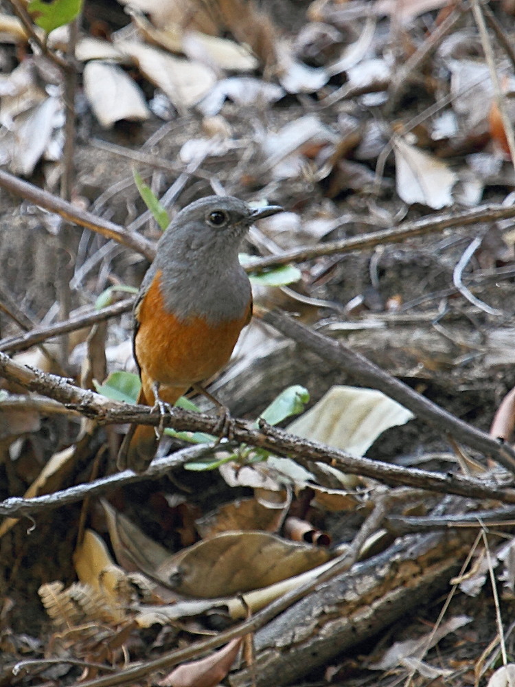 Afficher le média merle_de_benson_-_pseudocossyphus_bensoni2bd merle_de_benson_-_pseudocossyphus_bensoni2bd
