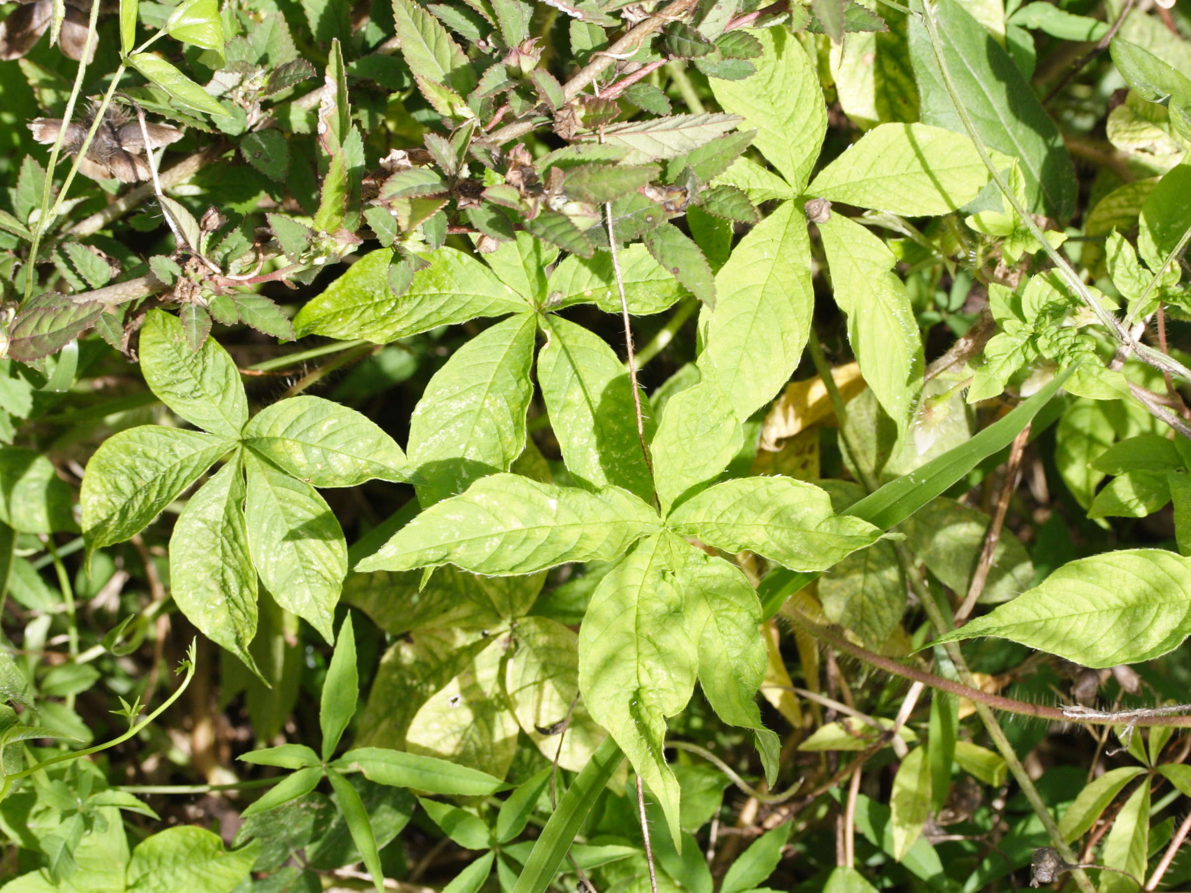 merremia_aegyptia3md