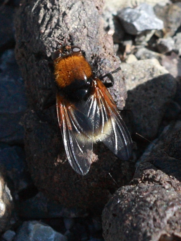 mesembrina_mystacea4bd