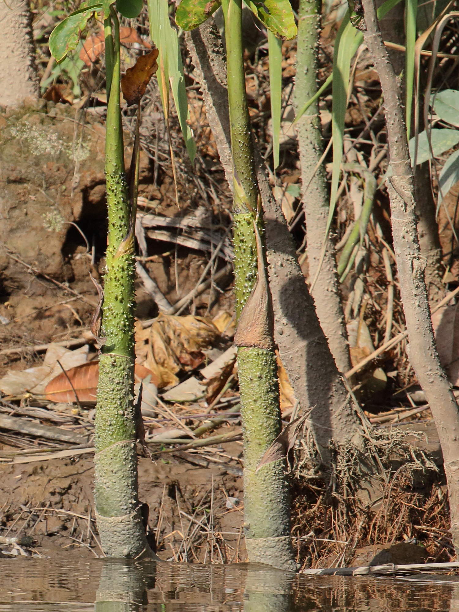 Afficher le média montrichardia_arborescens3bd montrichardia_arborescens3bd