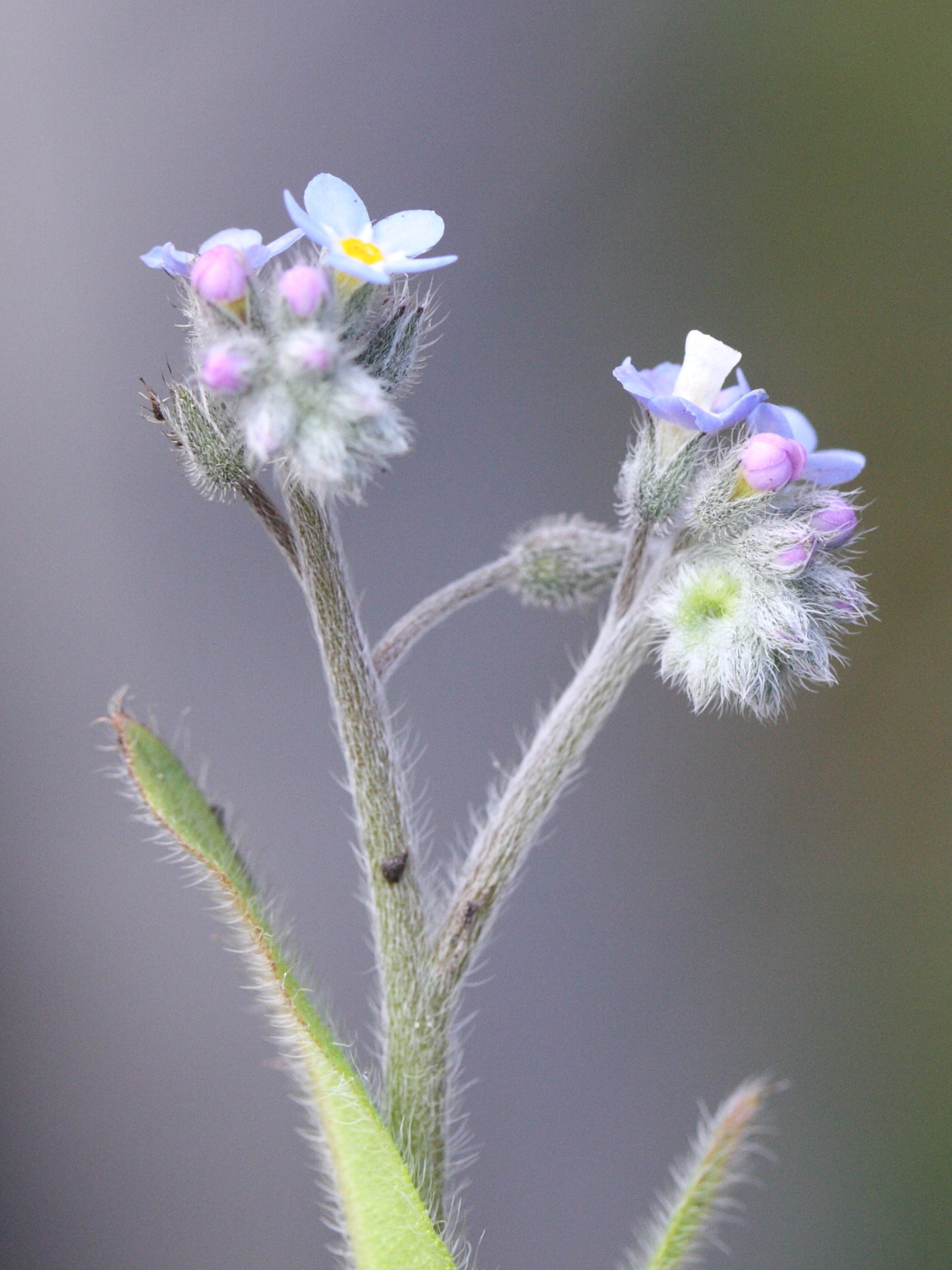 myosotis_arvensis3md