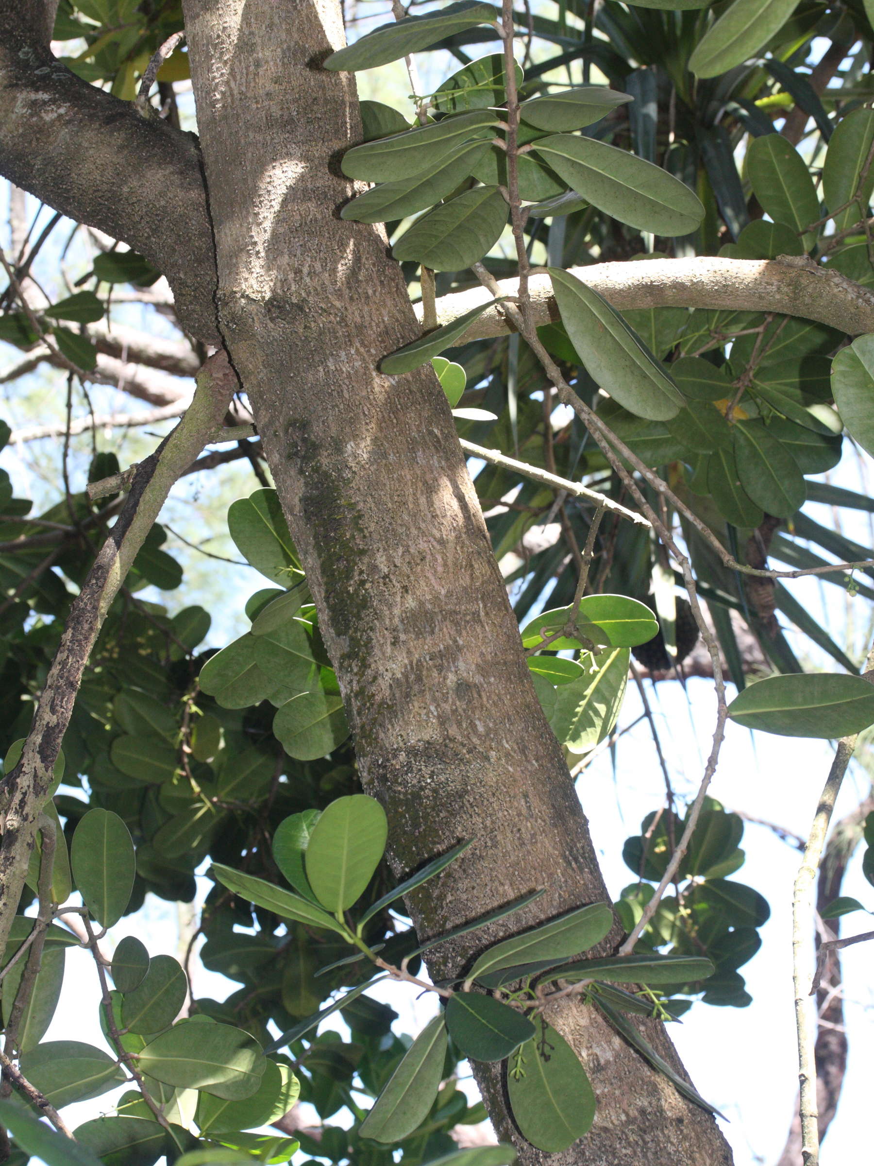 noronhia_emarginata7md