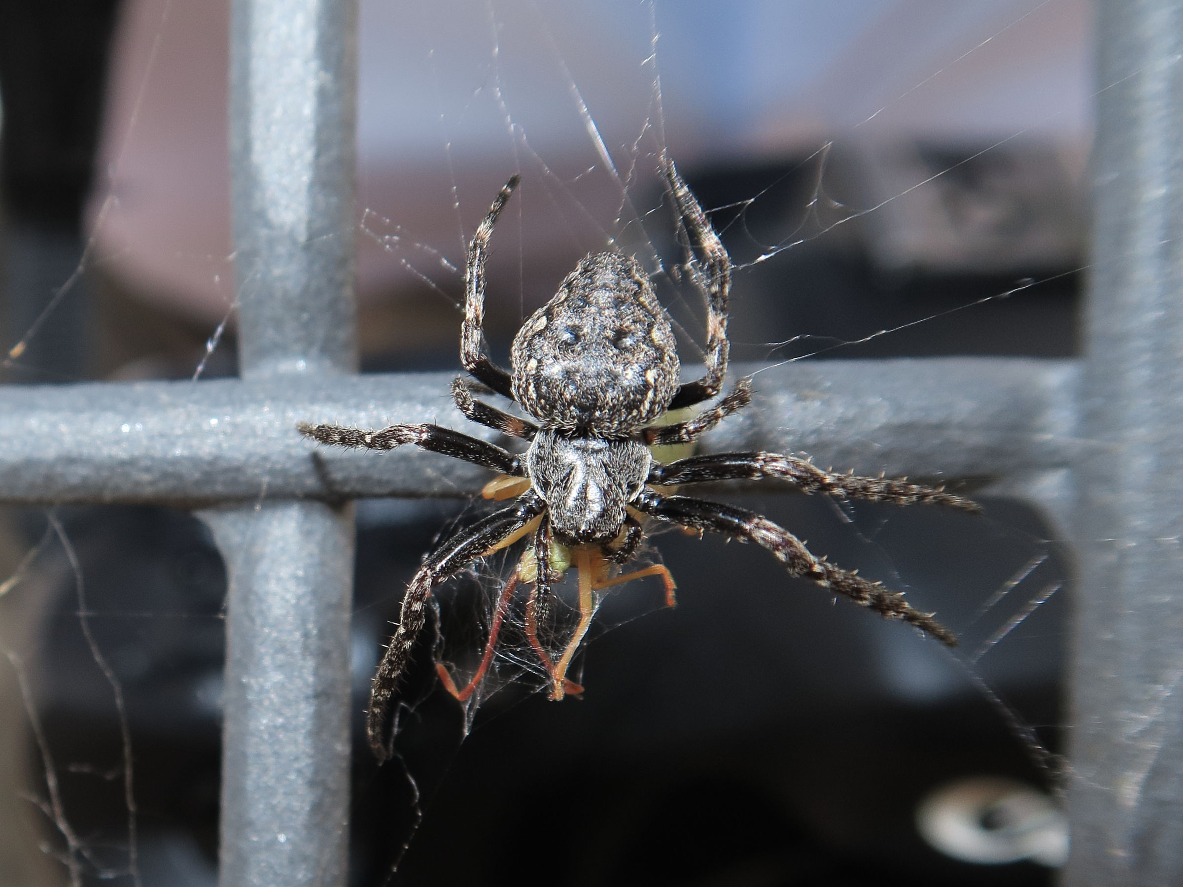 Afficher le média Nuctenea_umbratica Nuctenea_umbratica