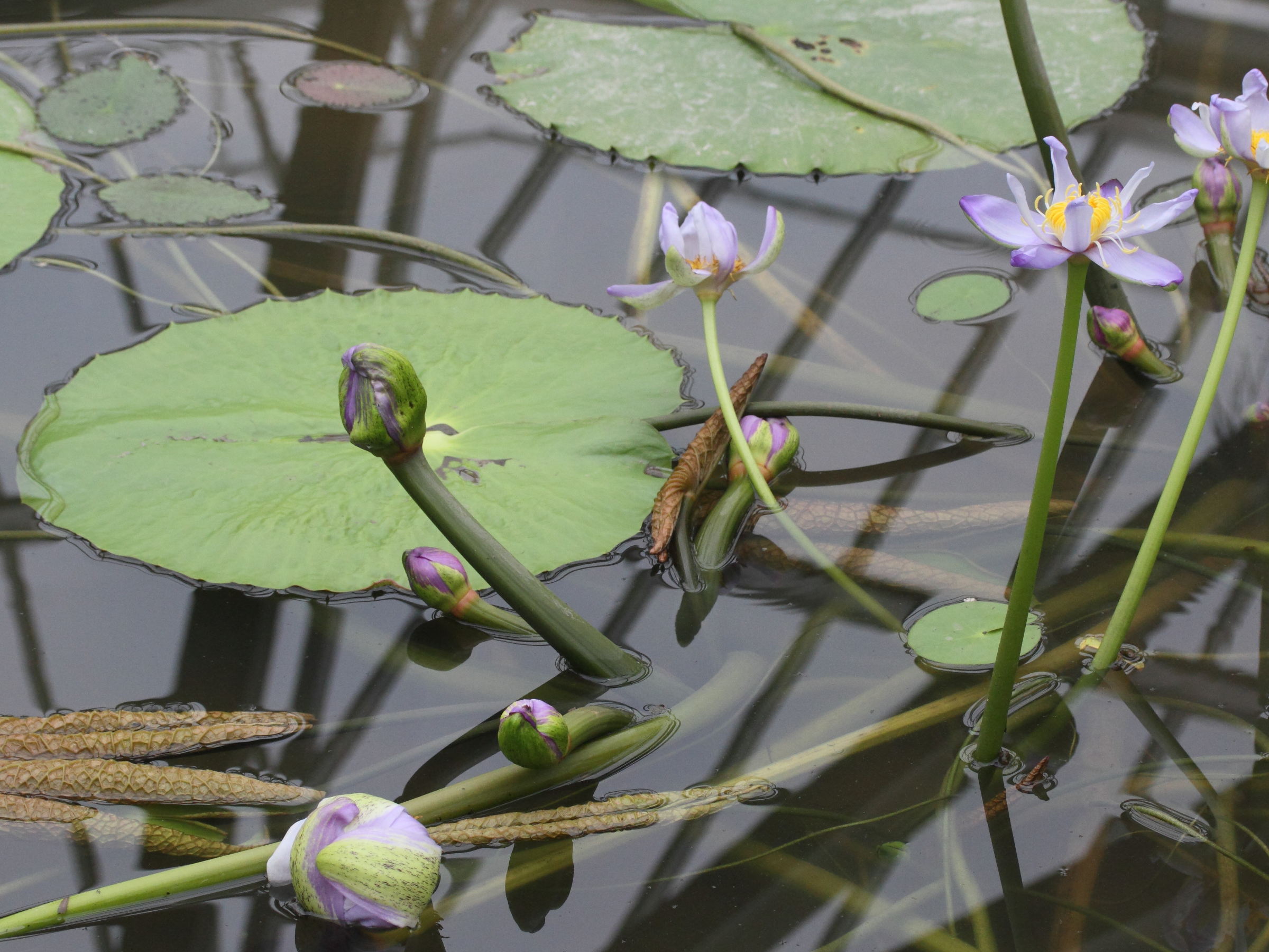 nymphaea_gigantea1md