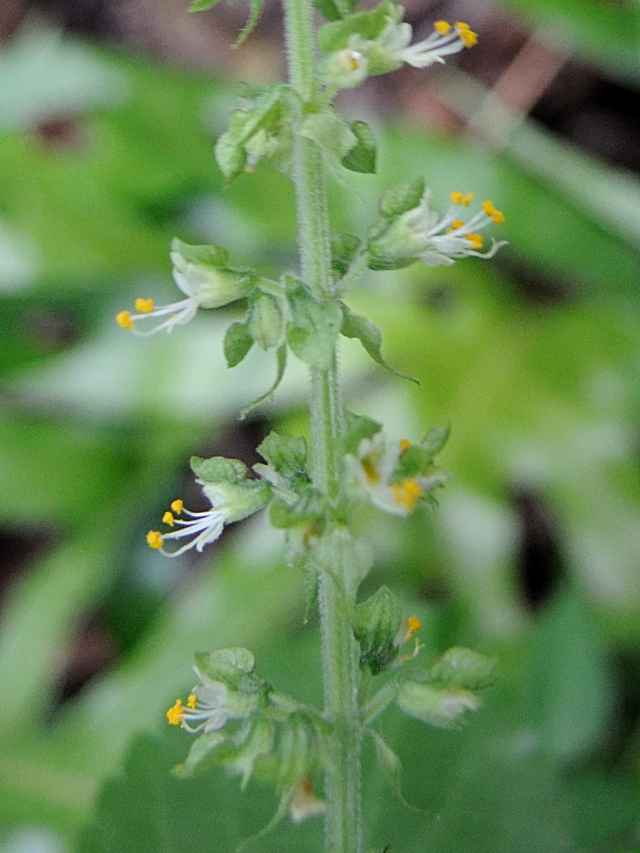 ocimum_gratissimum4md