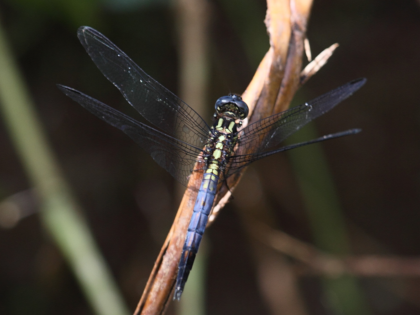 orthetrum_azureum4bd