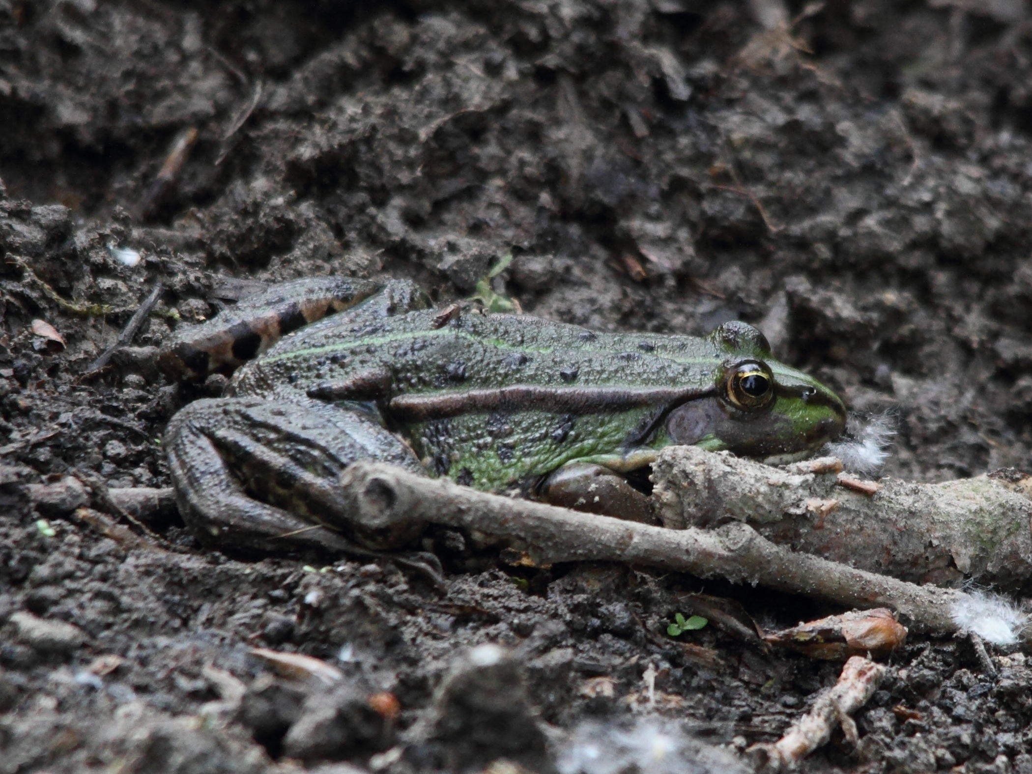 pelophylax_ridibundus10md