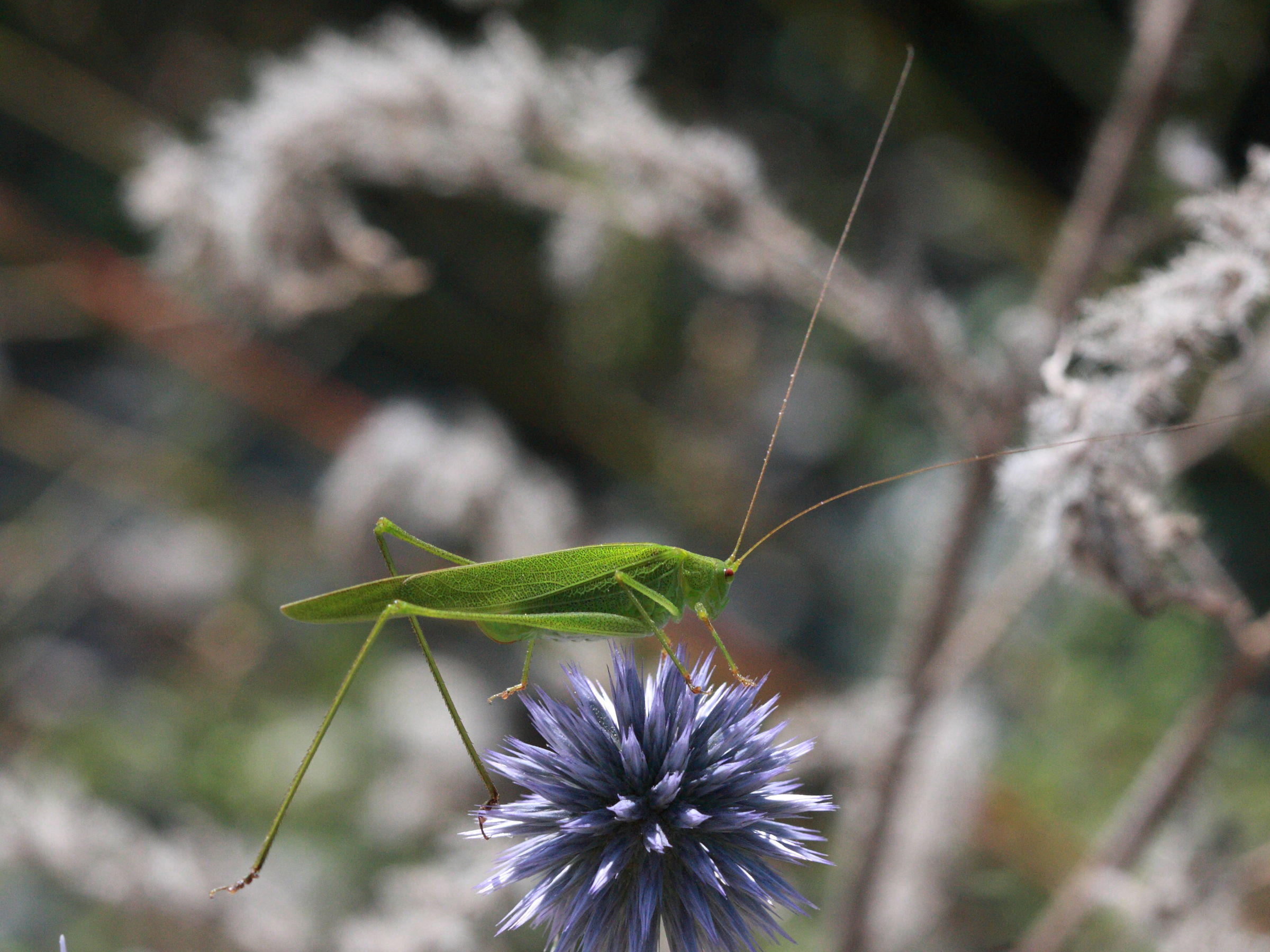 phaneroptera_falcata3bd