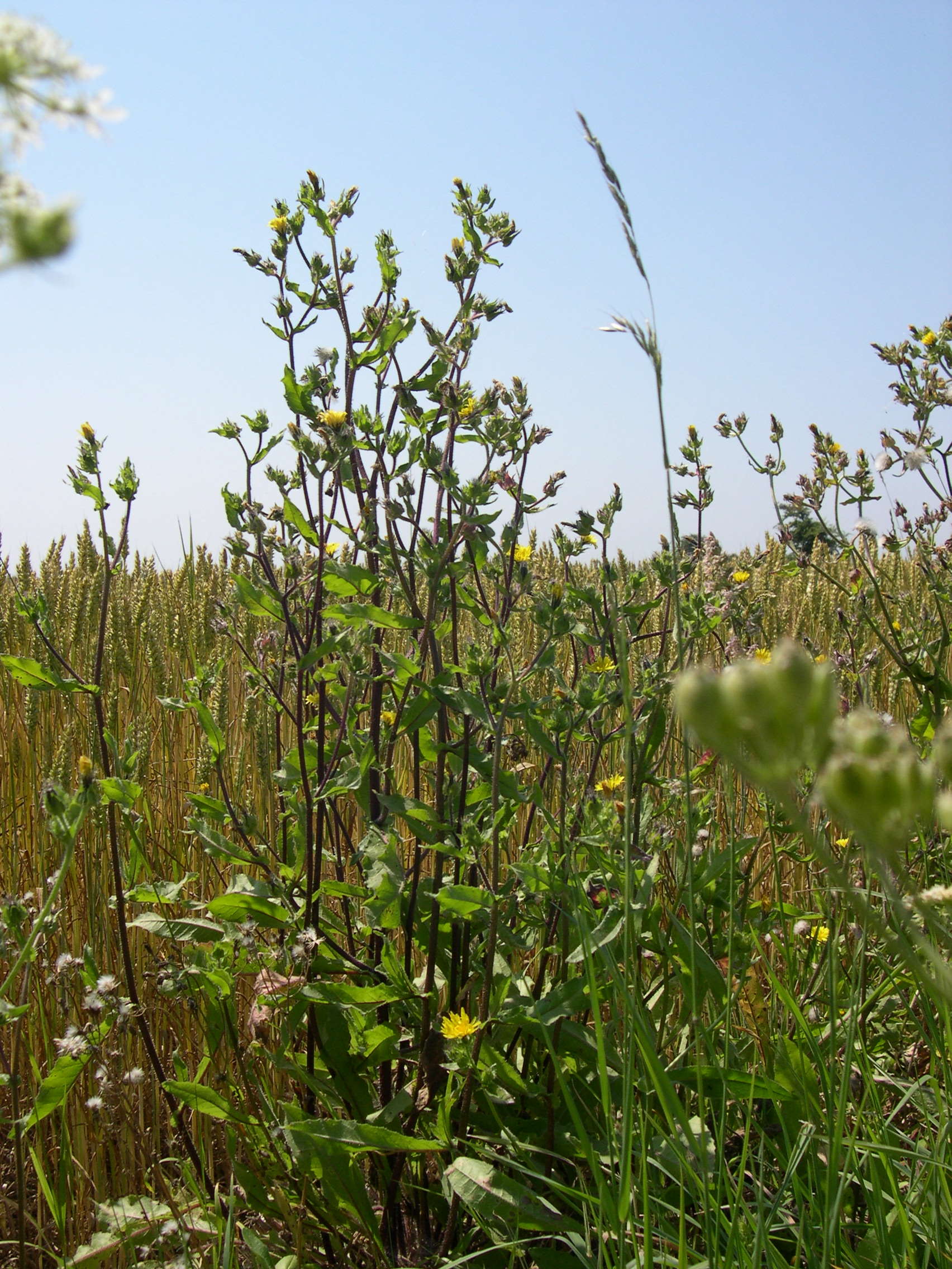 Afficher le média picris_echioides1bmd picris_echioides1bmd