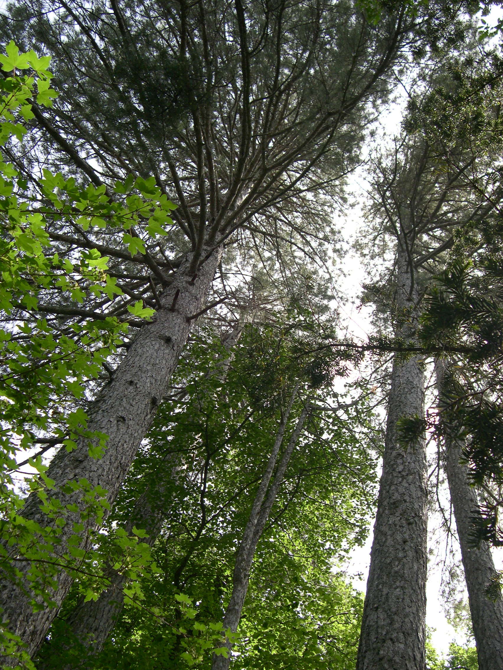 pinus_nigra_laricio1md