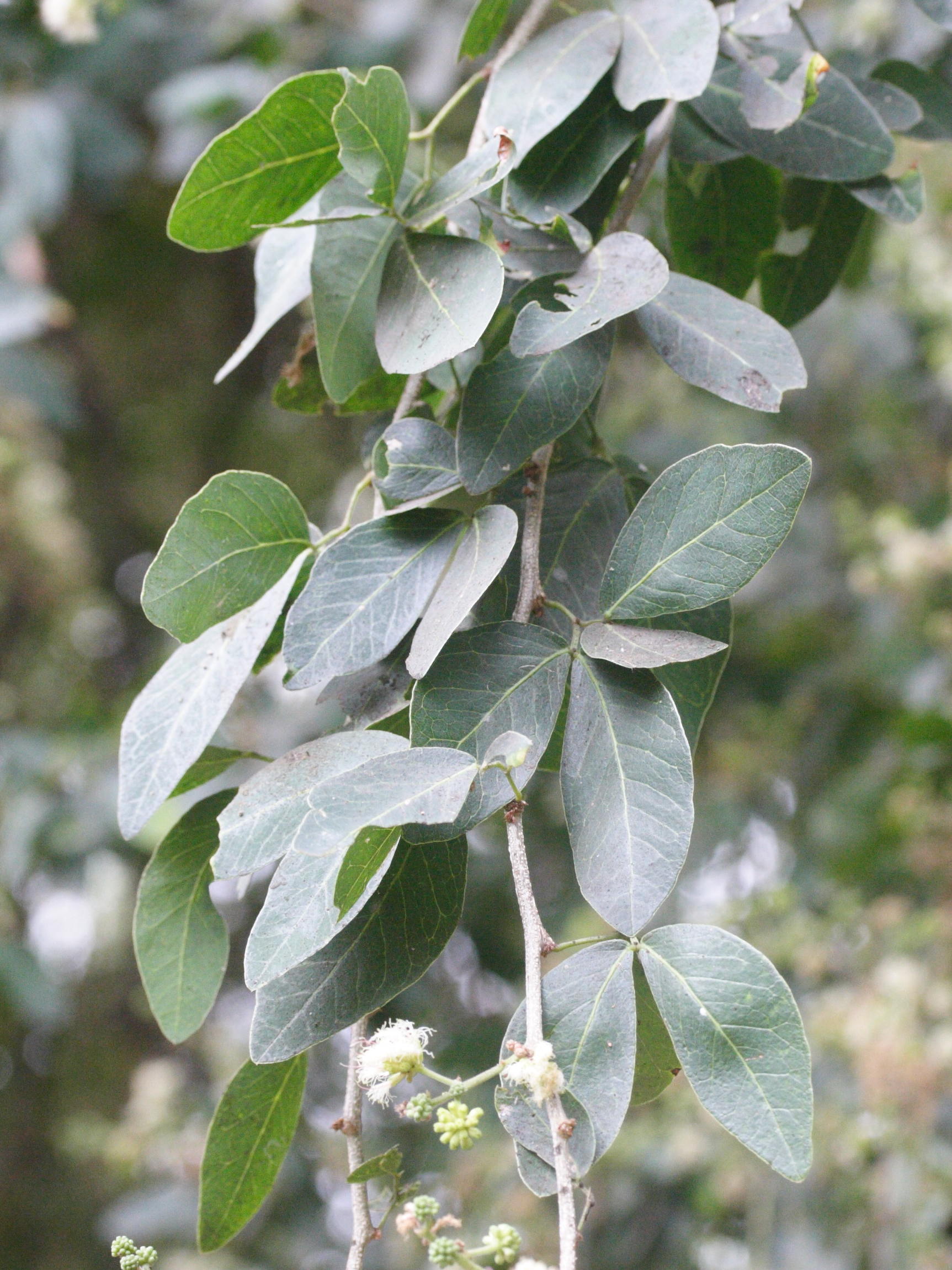 Afficher le média pithecellobium_dulce2md pithecellobium_dulce2md