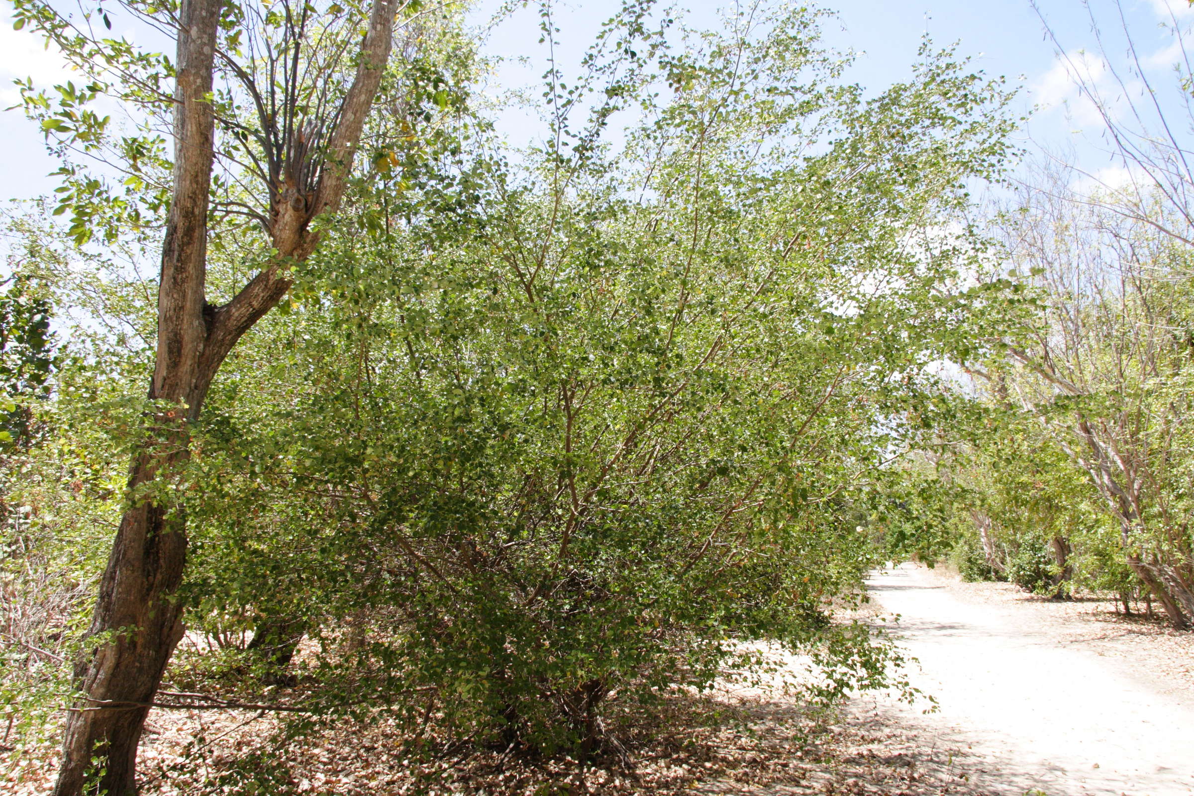 pithecellobium_unguis-cati1md