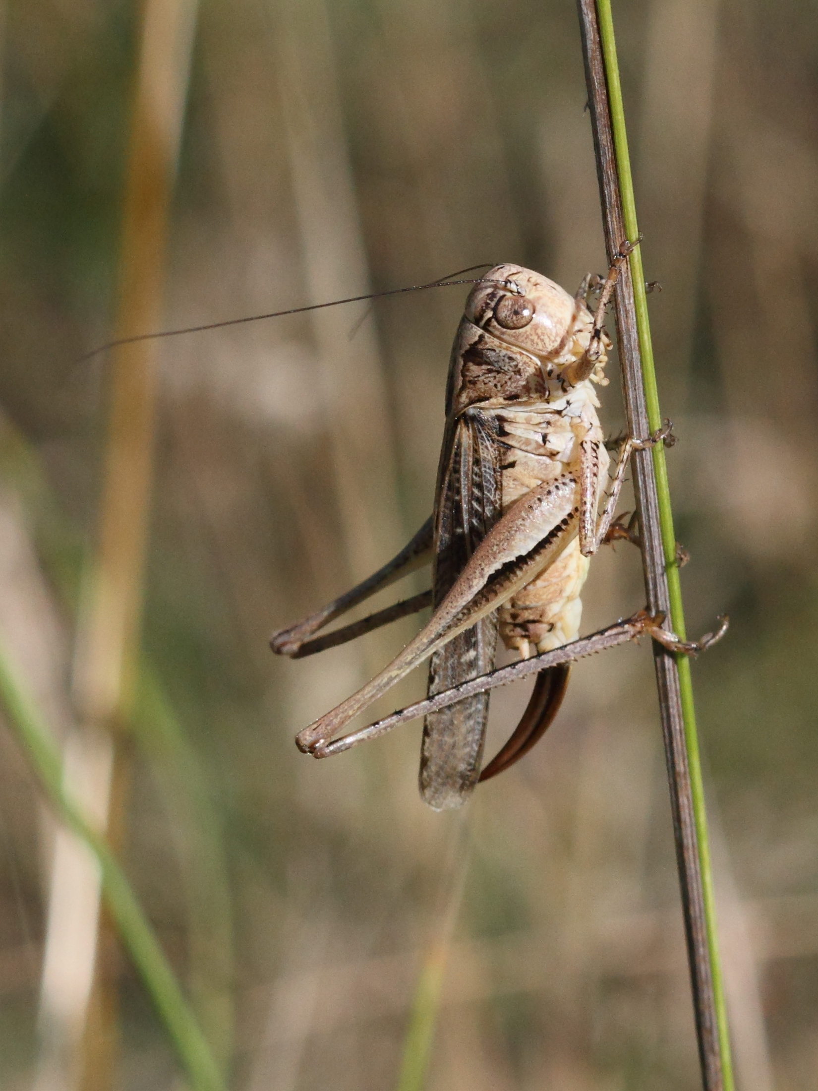 platycleis_albopunctata6bd