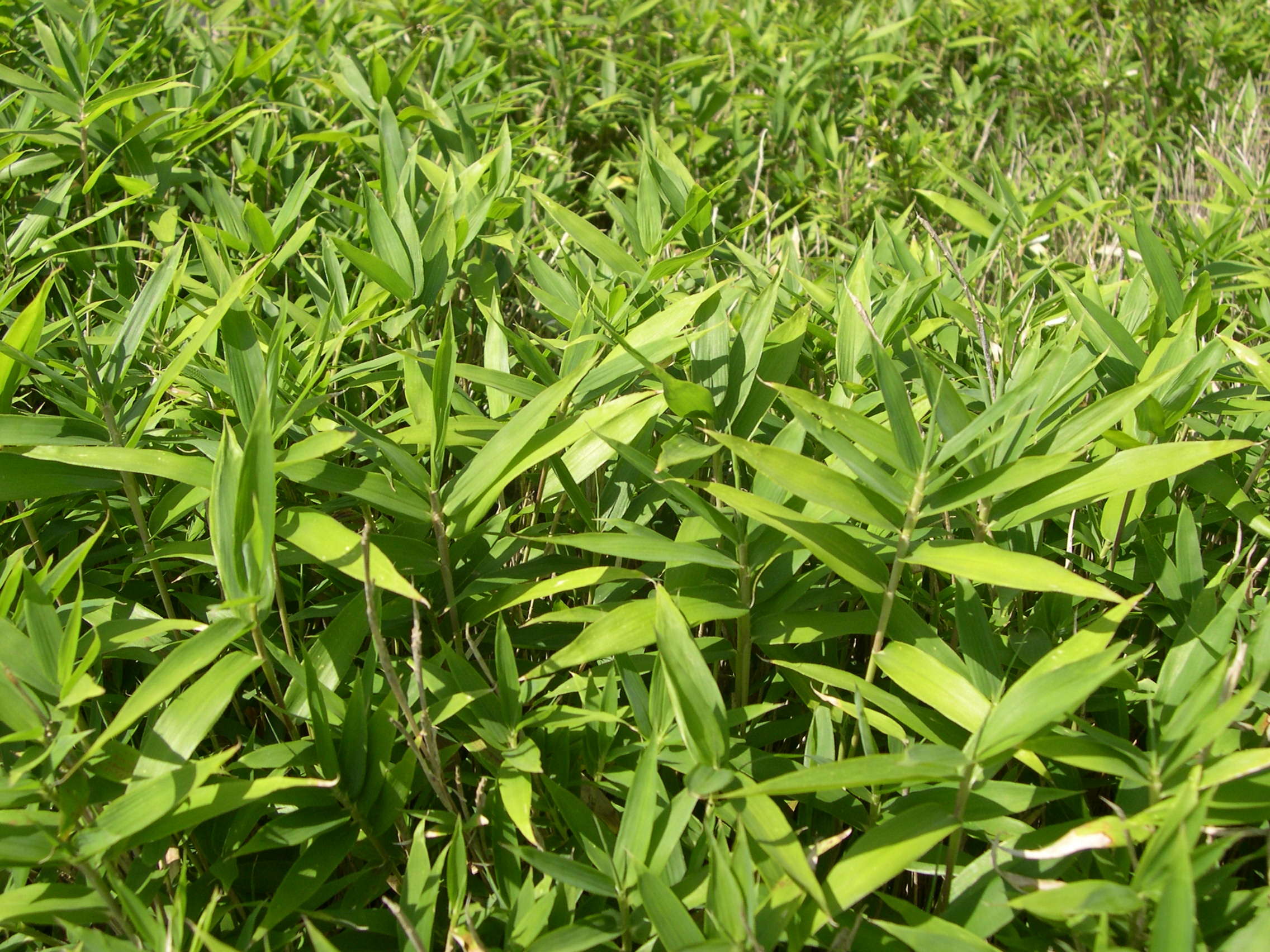 pleioblastus_pygmaeus2md