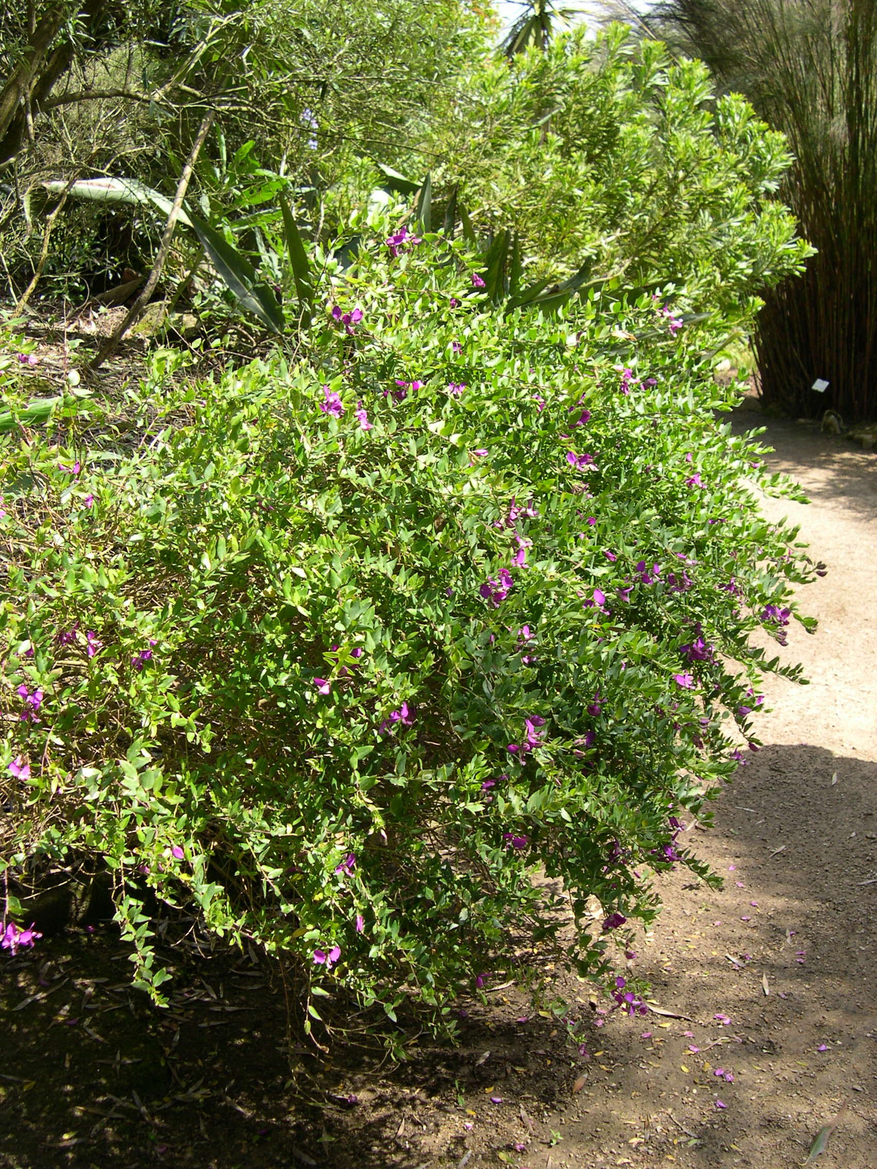 Afficher le média polygala_myrtifolia3md polygala_myrtifolia3md