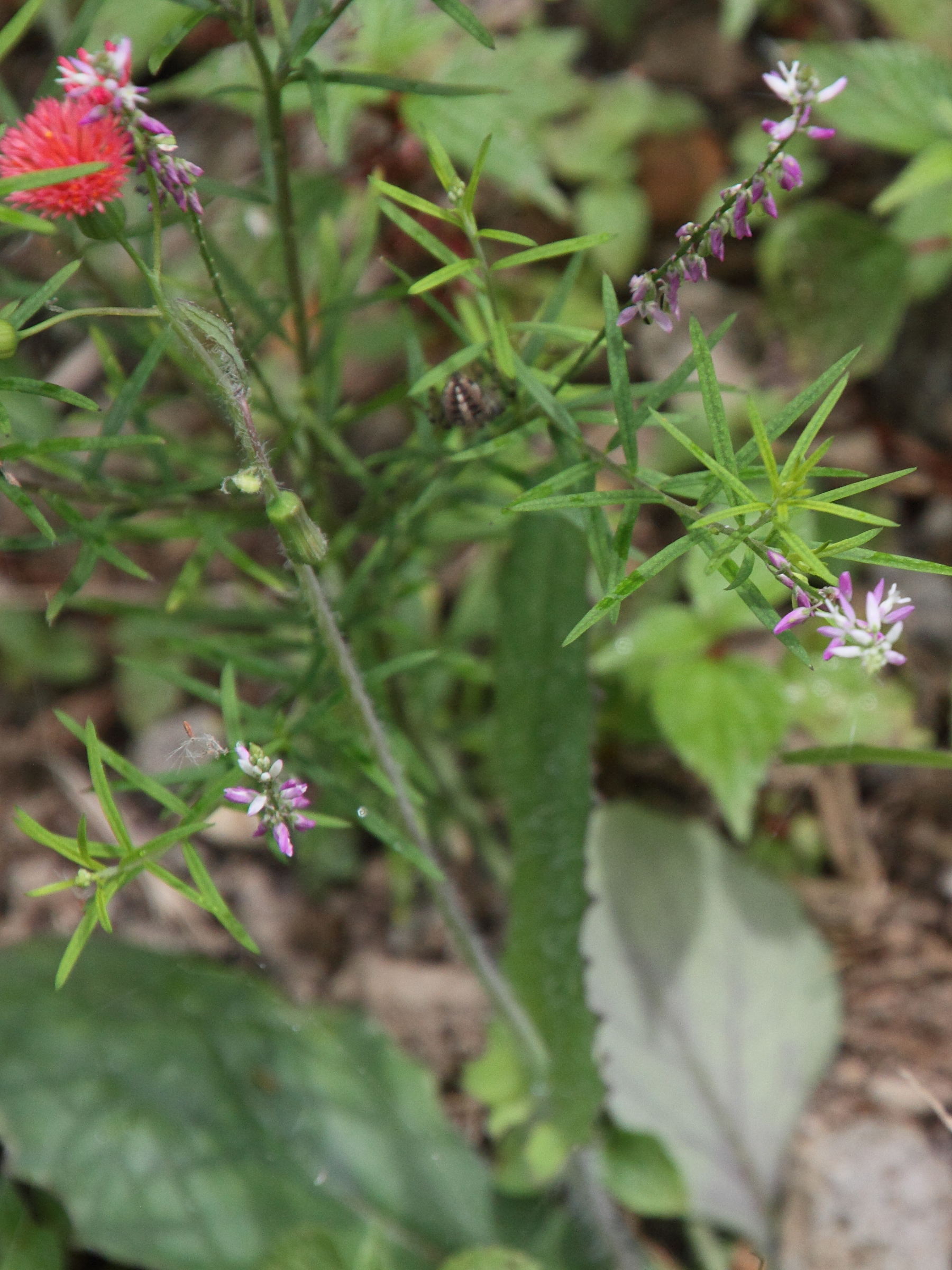 polygala_paniculata4md
