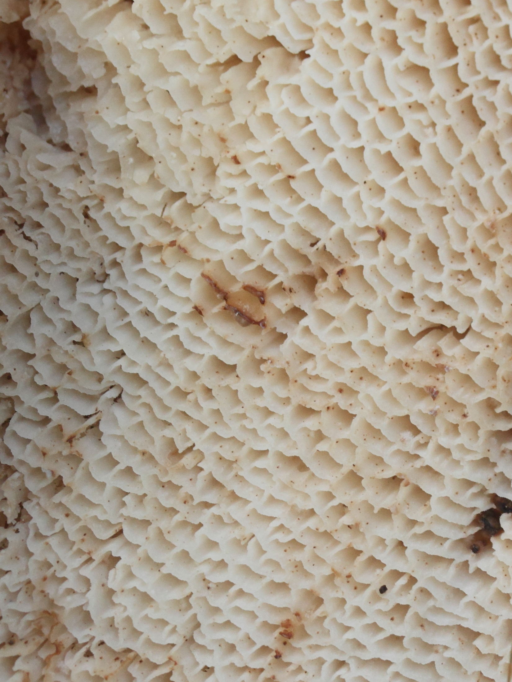 polyporus_squamosus3md