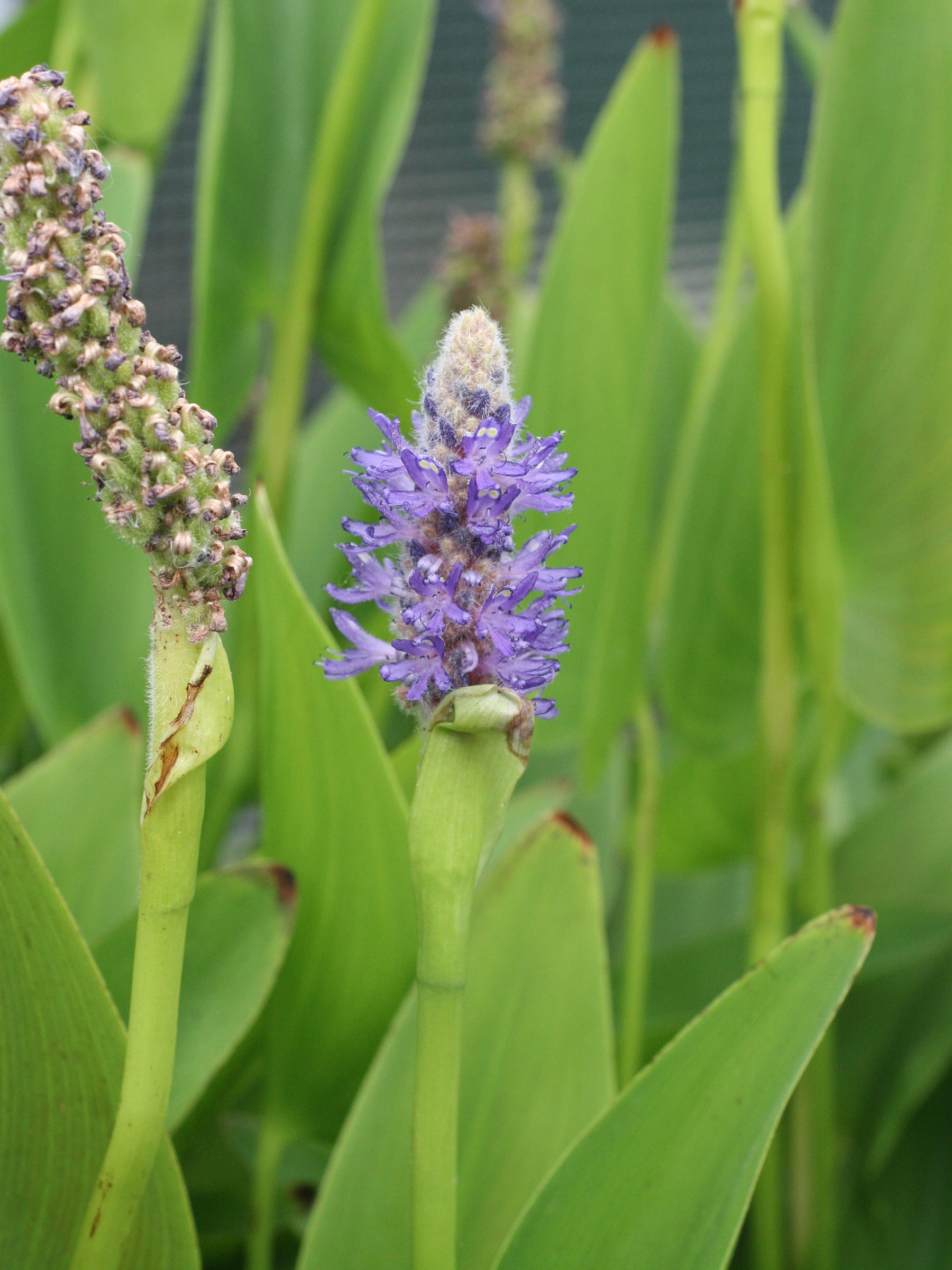 pontederia_cordata2amd