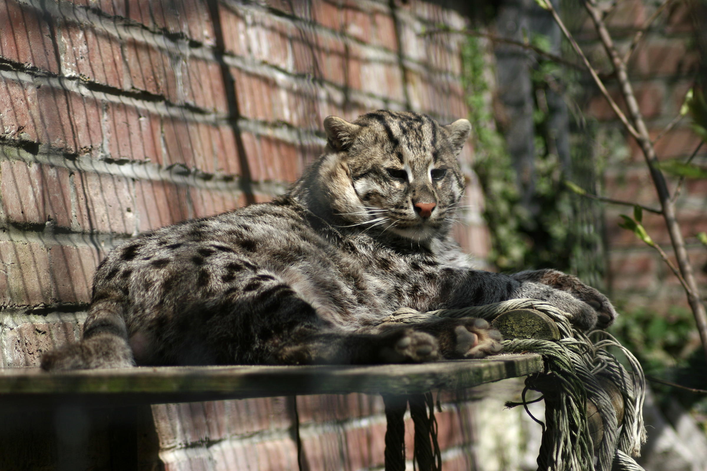 prionailurus_viverrinus3md