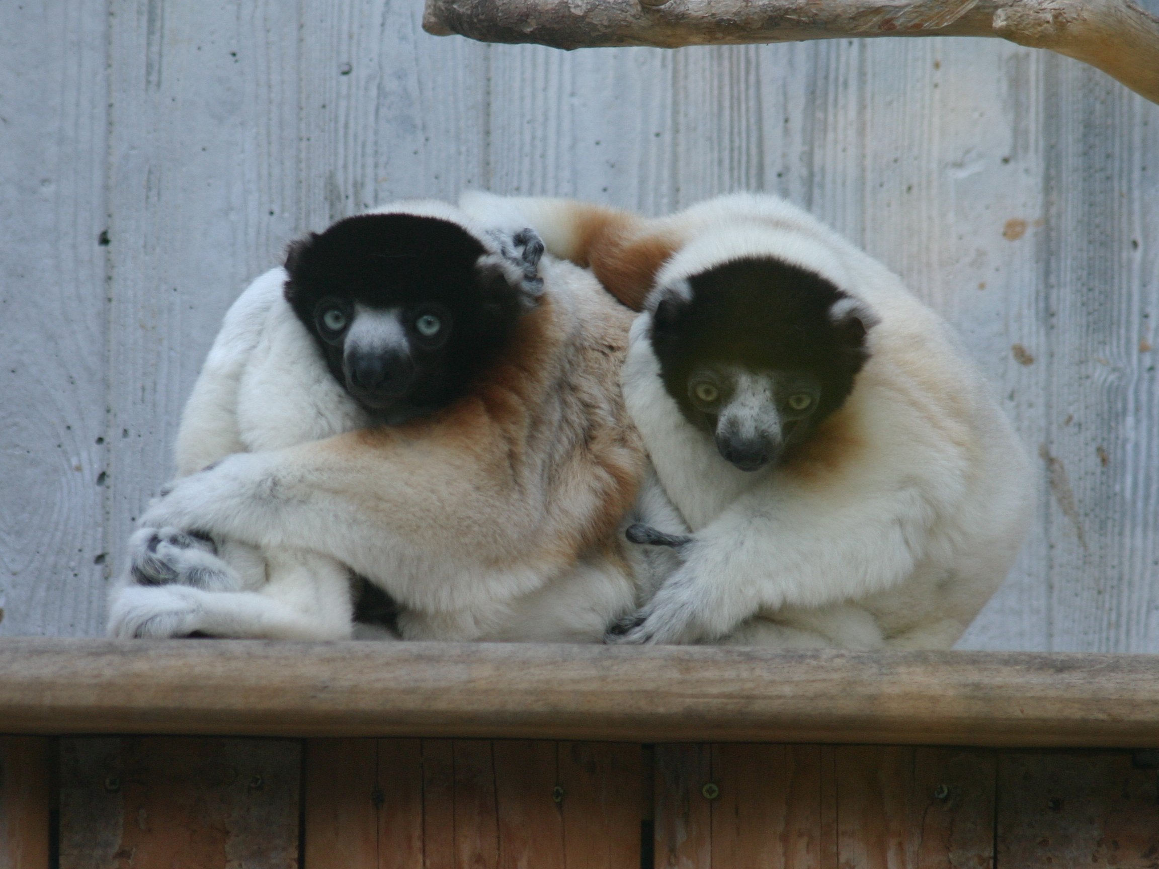 propithecus_coronatus1sd