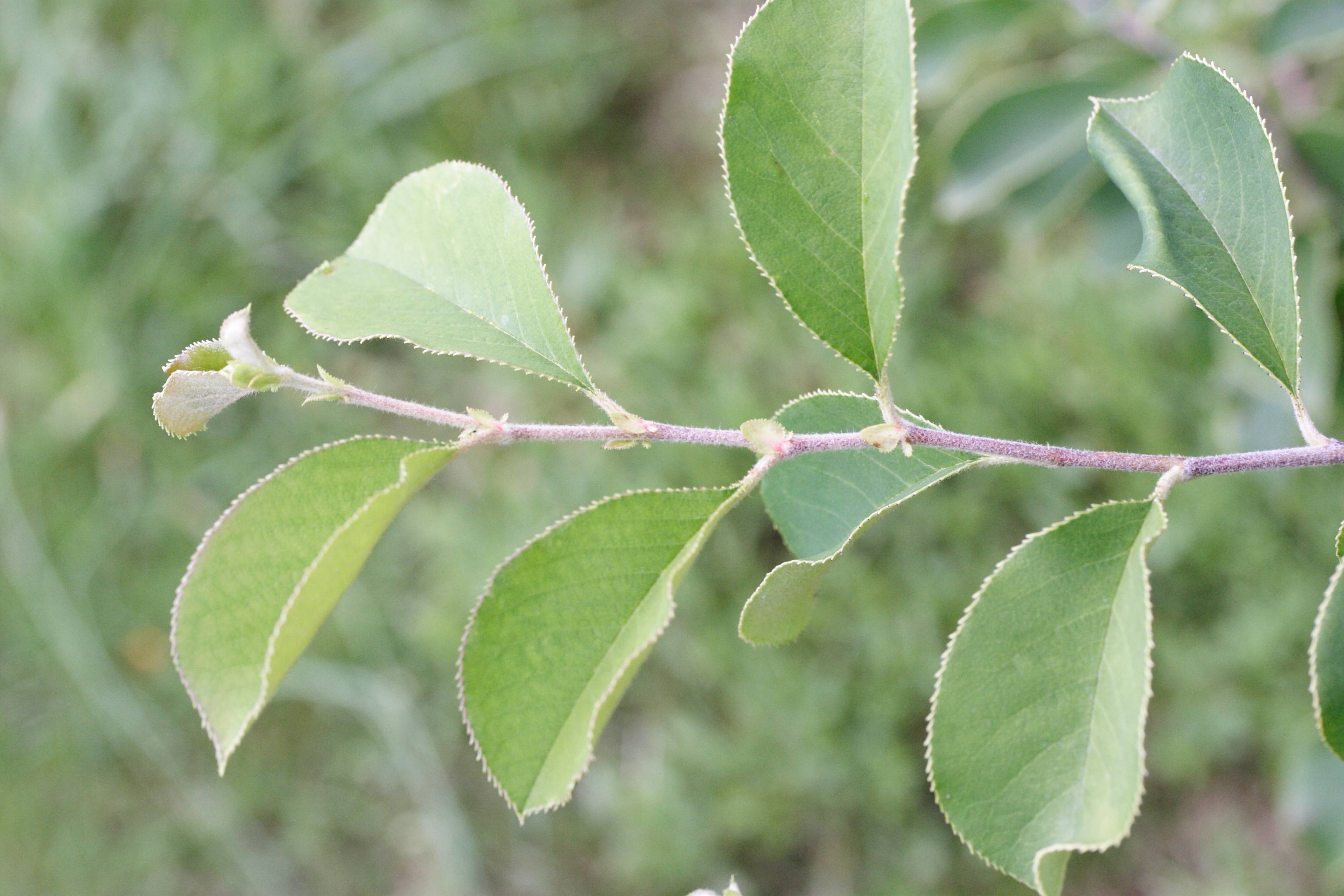 Afficher le média pseudocydonia_sinensis1md pseudocydonia_sinensis1md