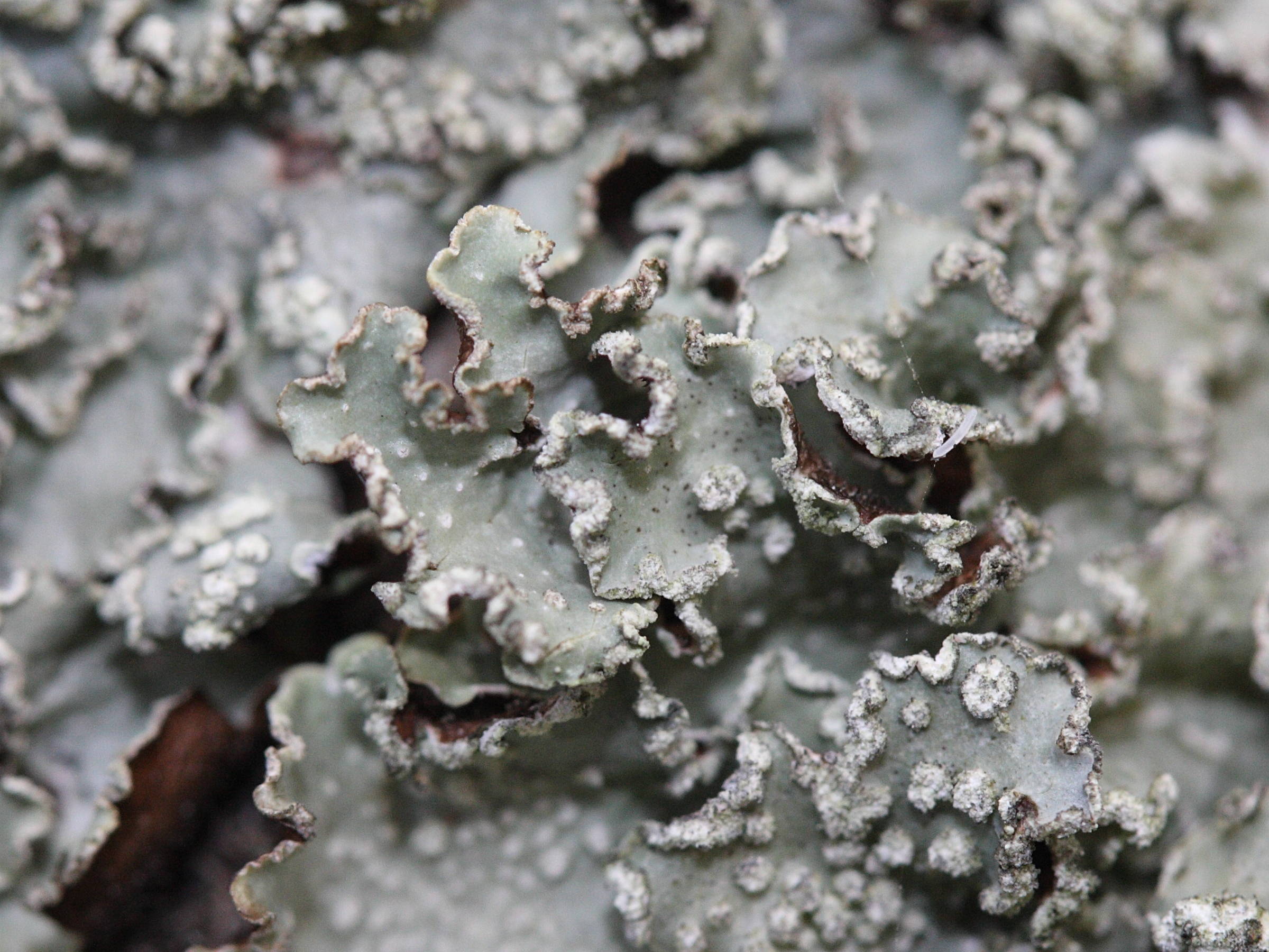 punctelia_jeckeri2md