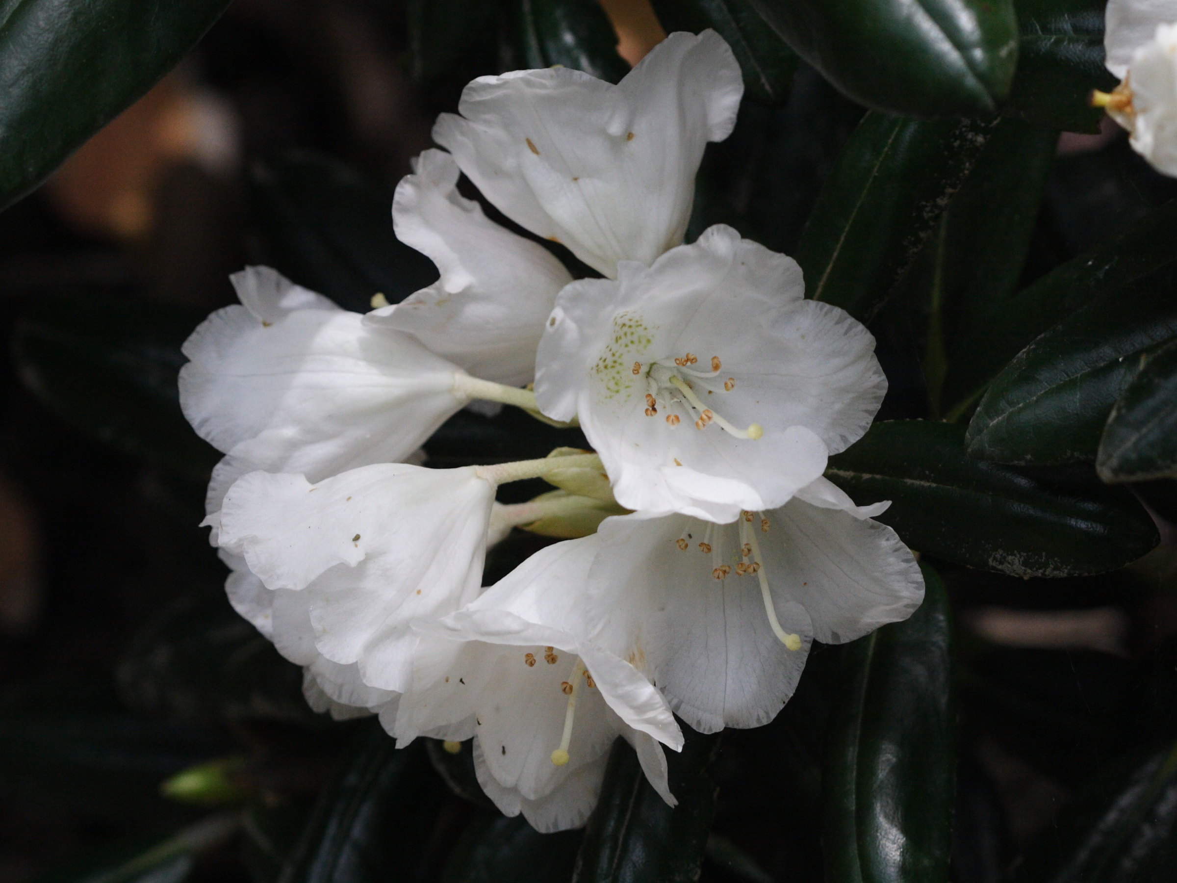 rhododendron_yakushimanum2md